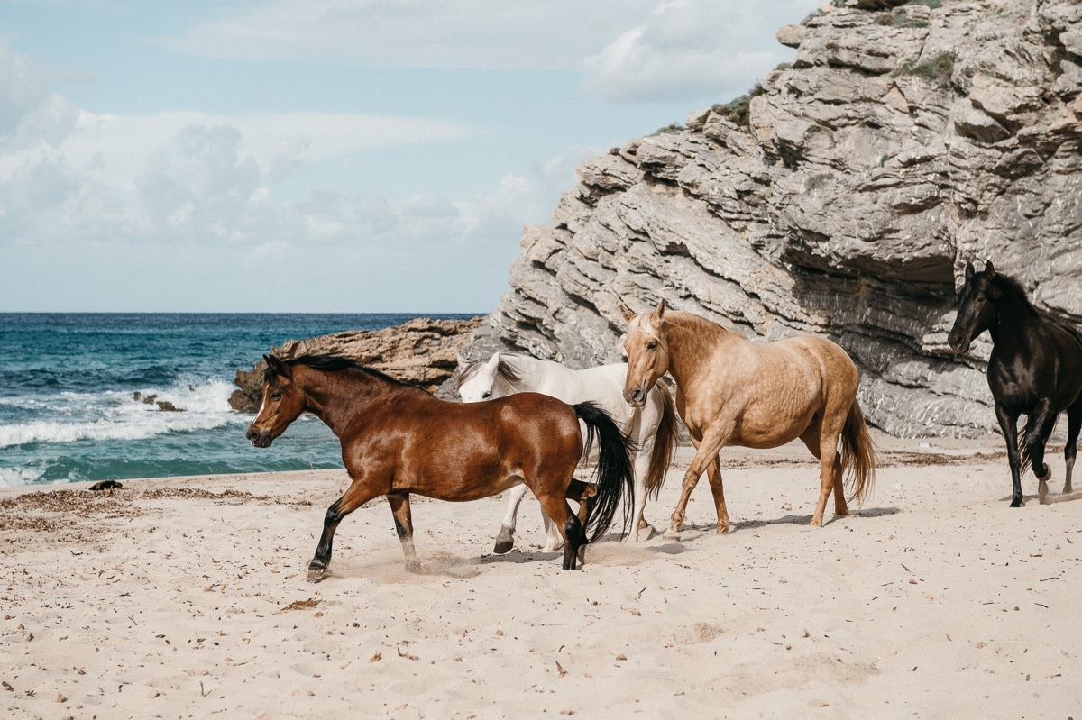Horses walking along the beach