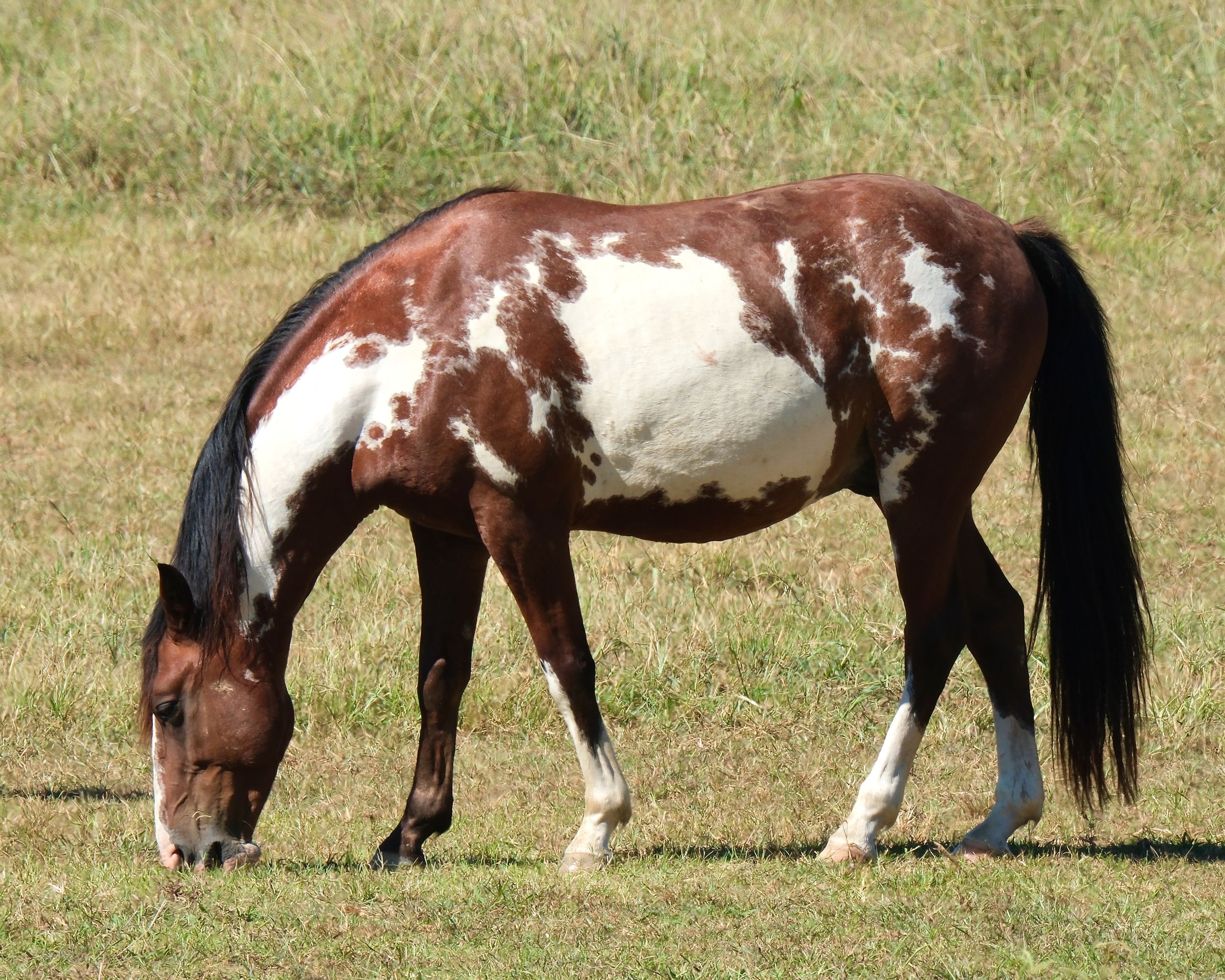 What Does Your Horse Actually Need From Feed & Supplements?