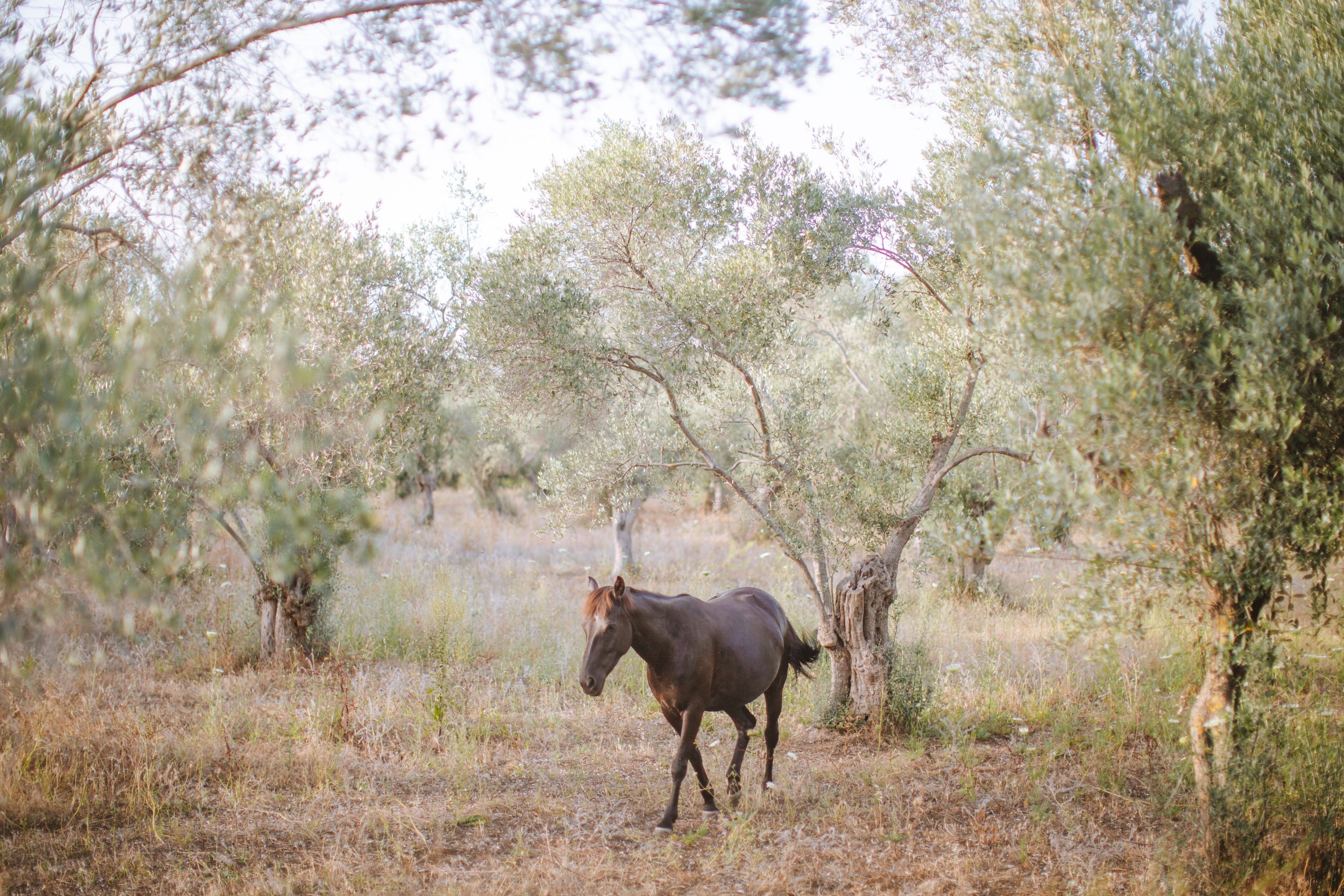 A horse in an olive grove on Mallorca