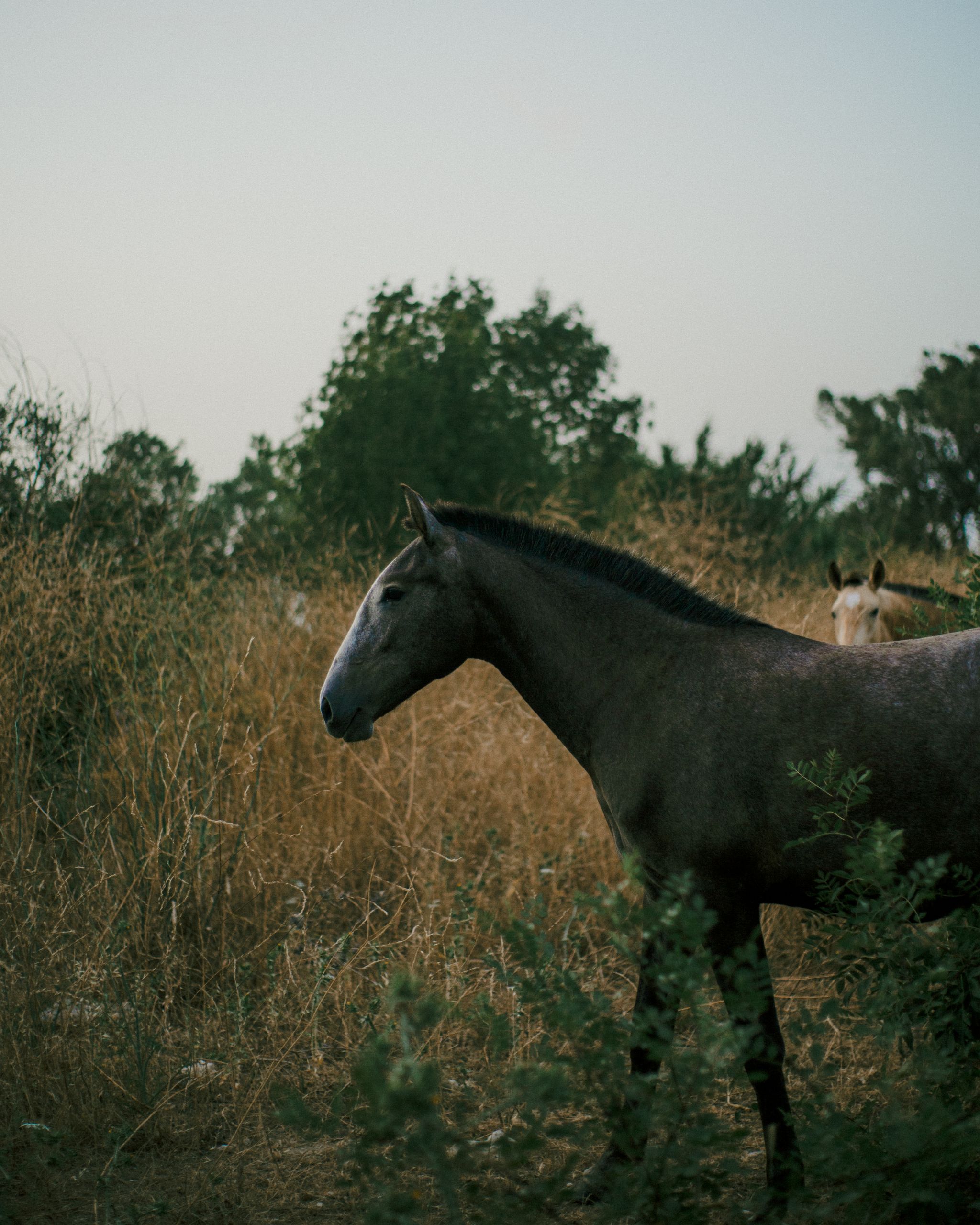 A horse standing calmly in a green meadow