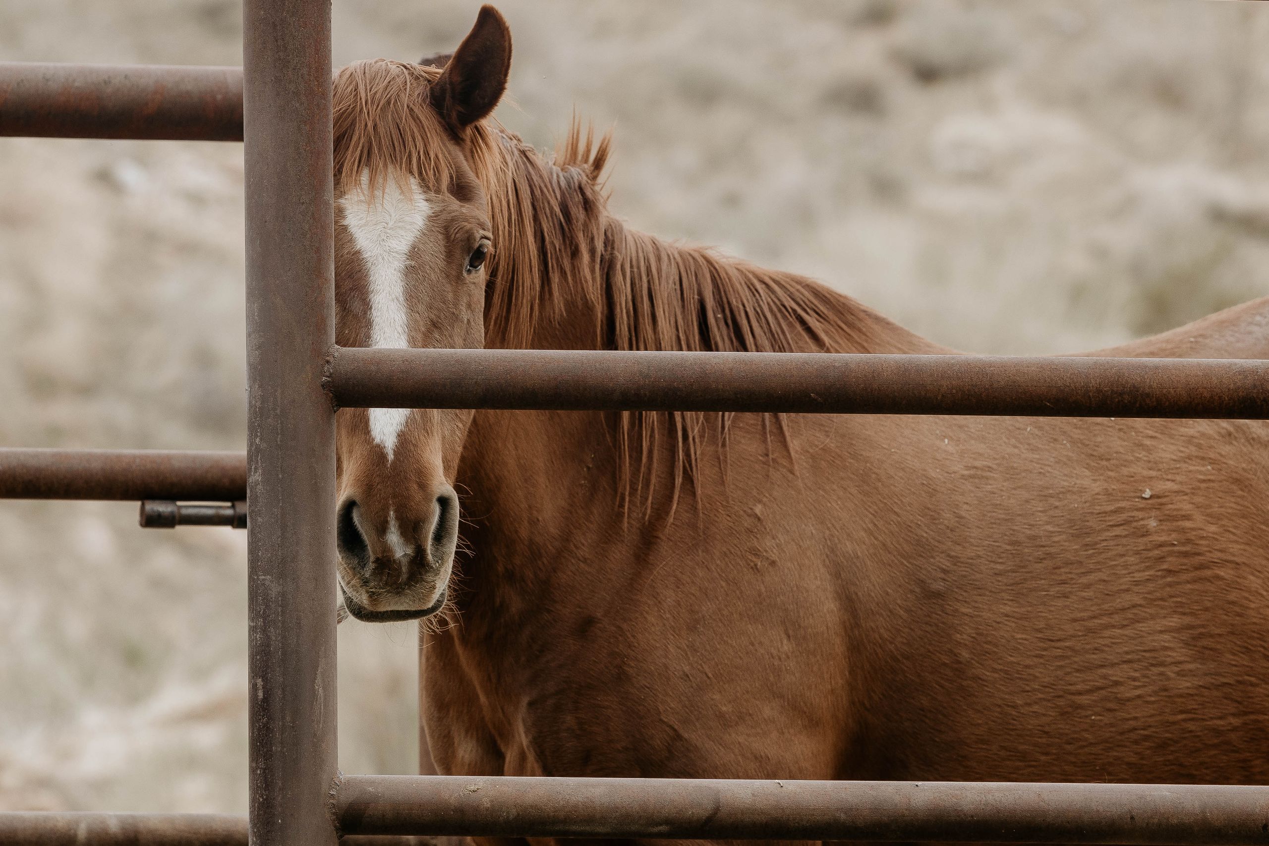 A detailed capture of a brown horse standing behind a metal fence on a farm, creating a rustic outdoor feel.