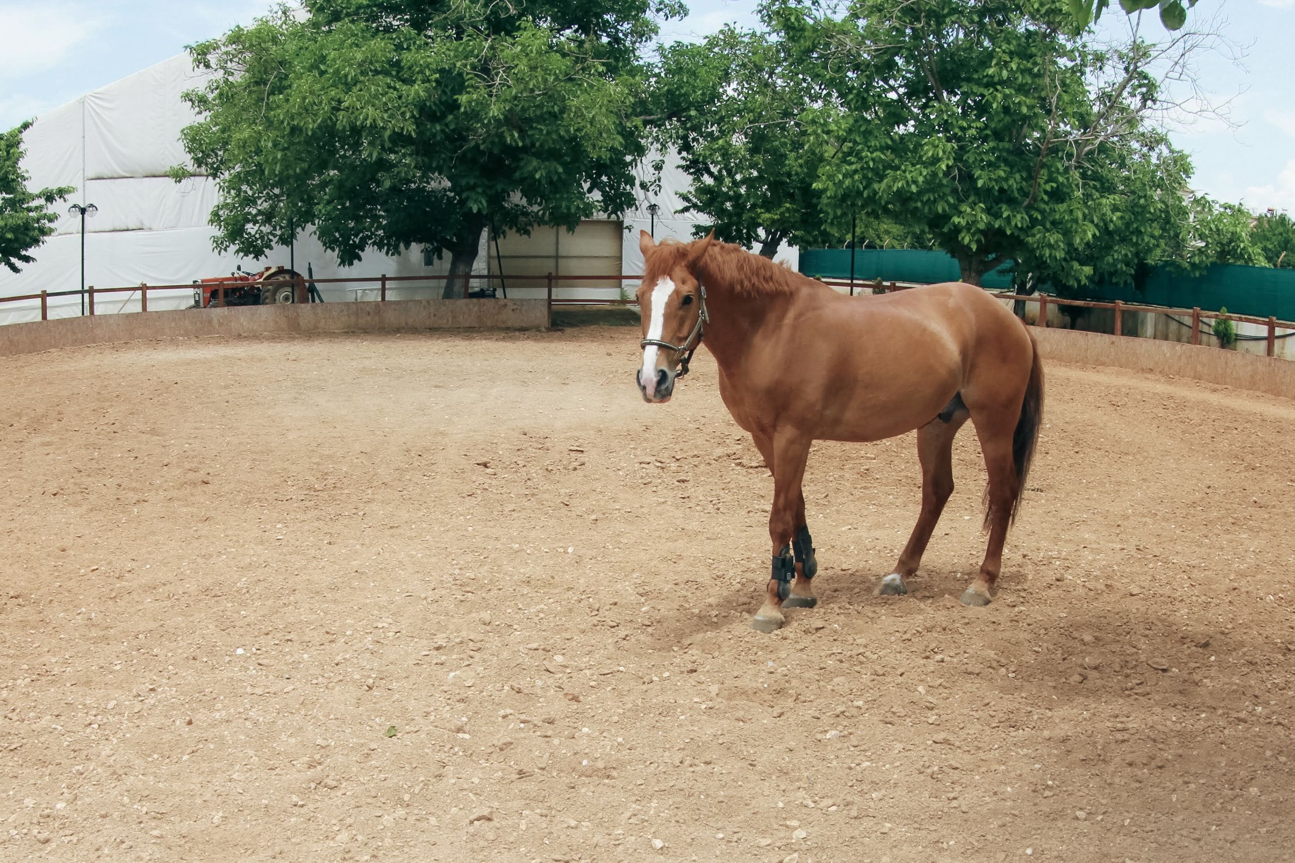 A majestic brown horse standing alone in an outdoor paddock surrounded by trees.
