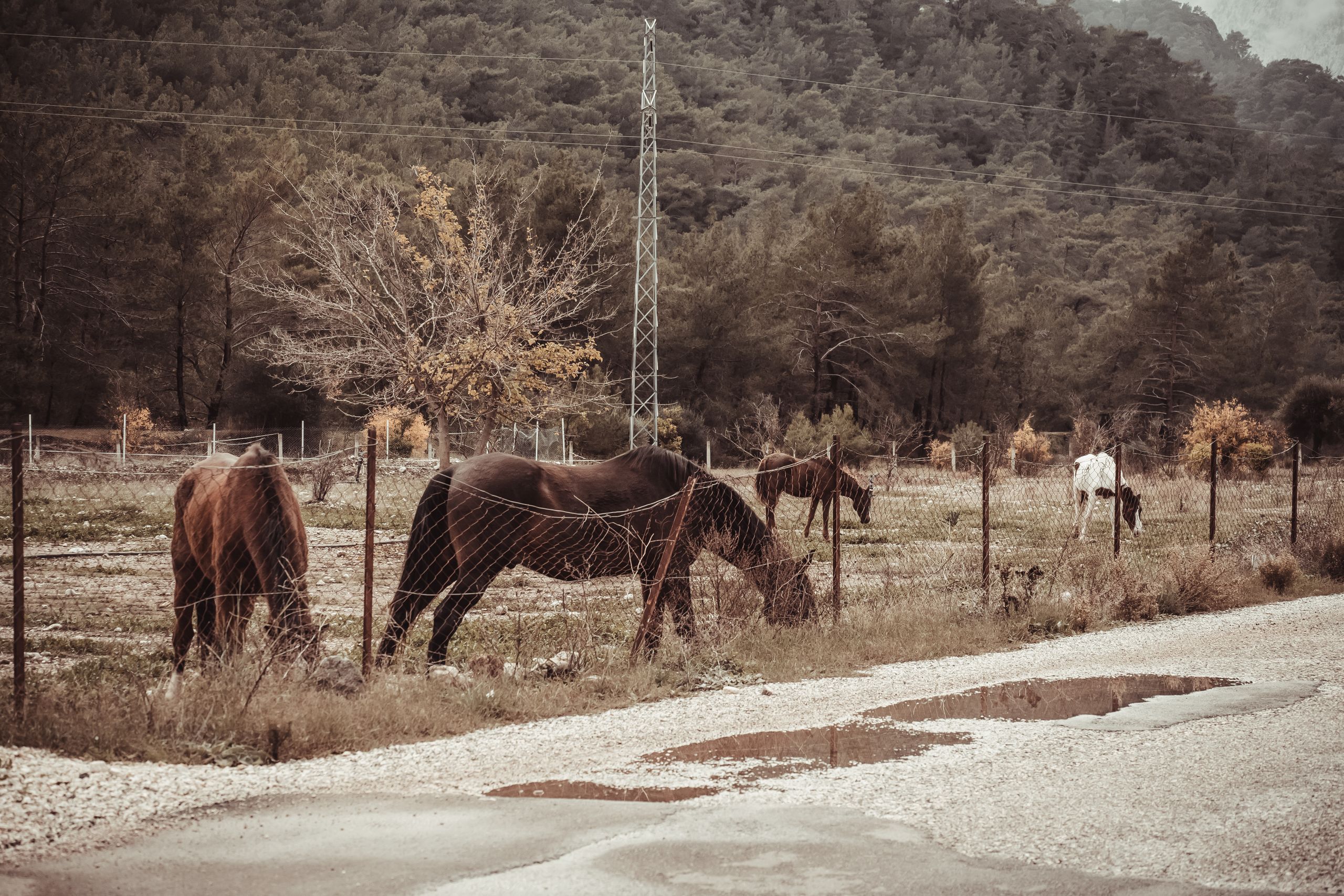 Horses settling in a fenced paddock