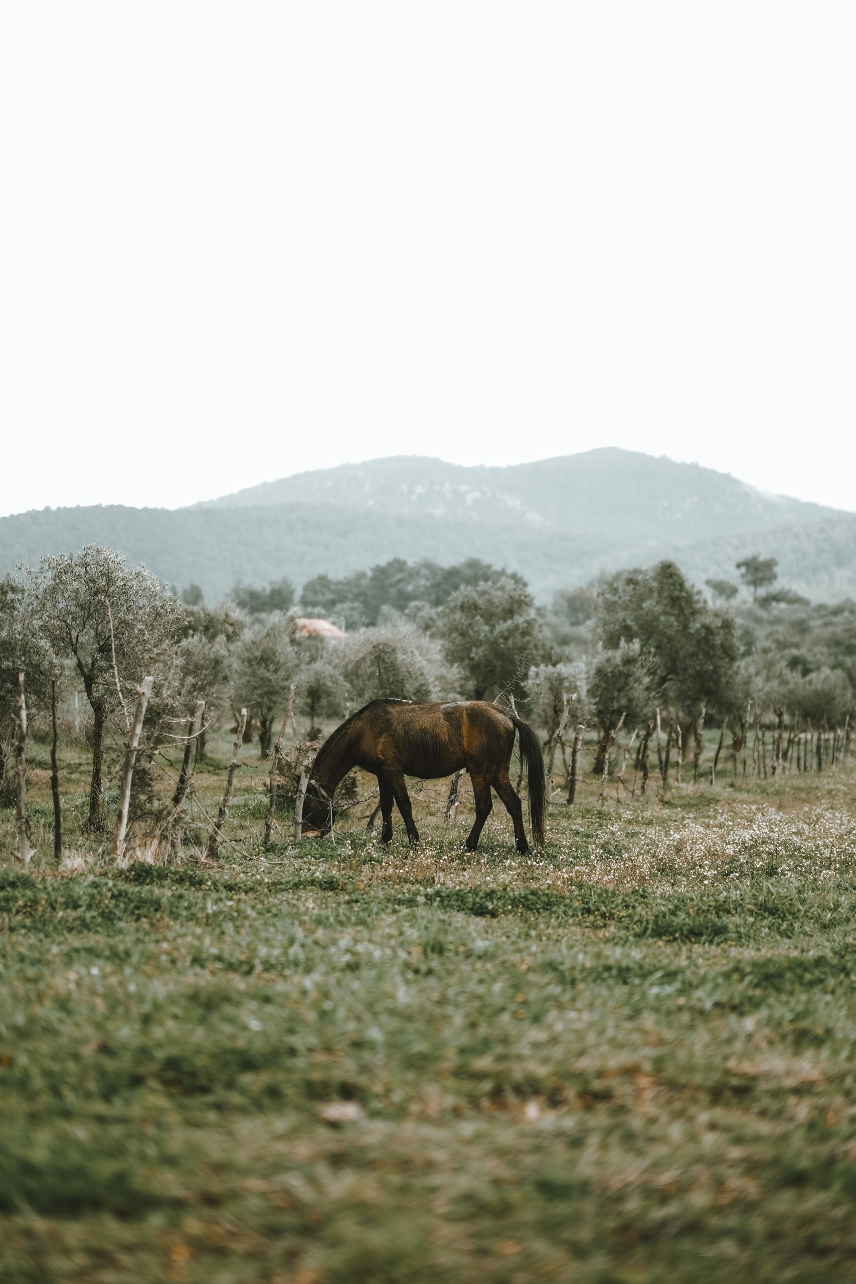 A horse grazing alone in a green pasture