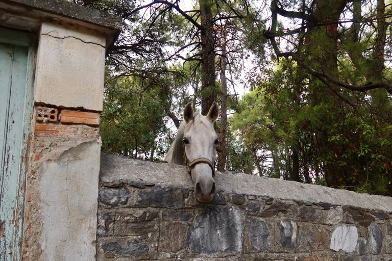 A white horse looks over a rustic stone wall amidst a forest setting.