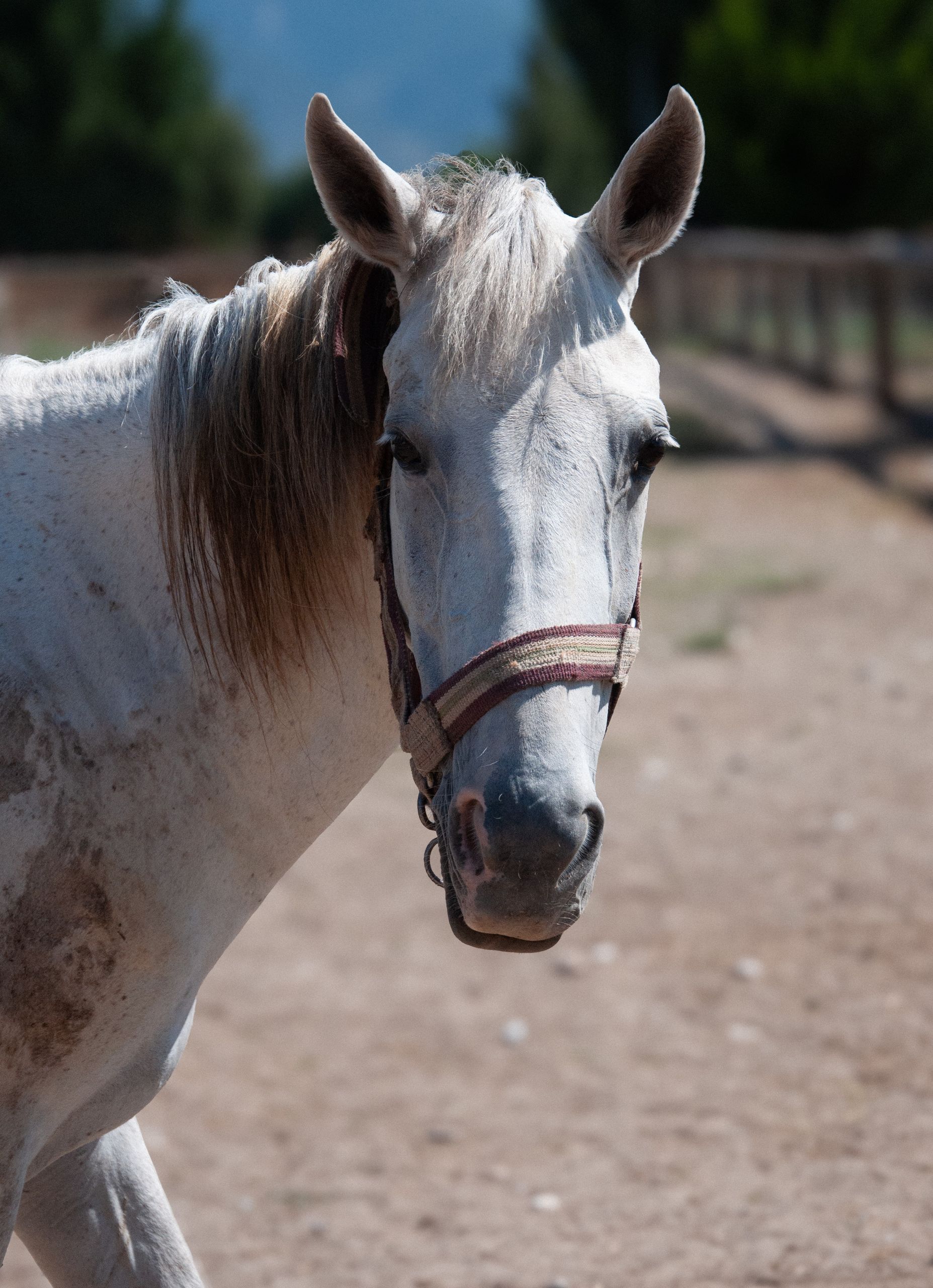 A bridled horse standing calmly in a field