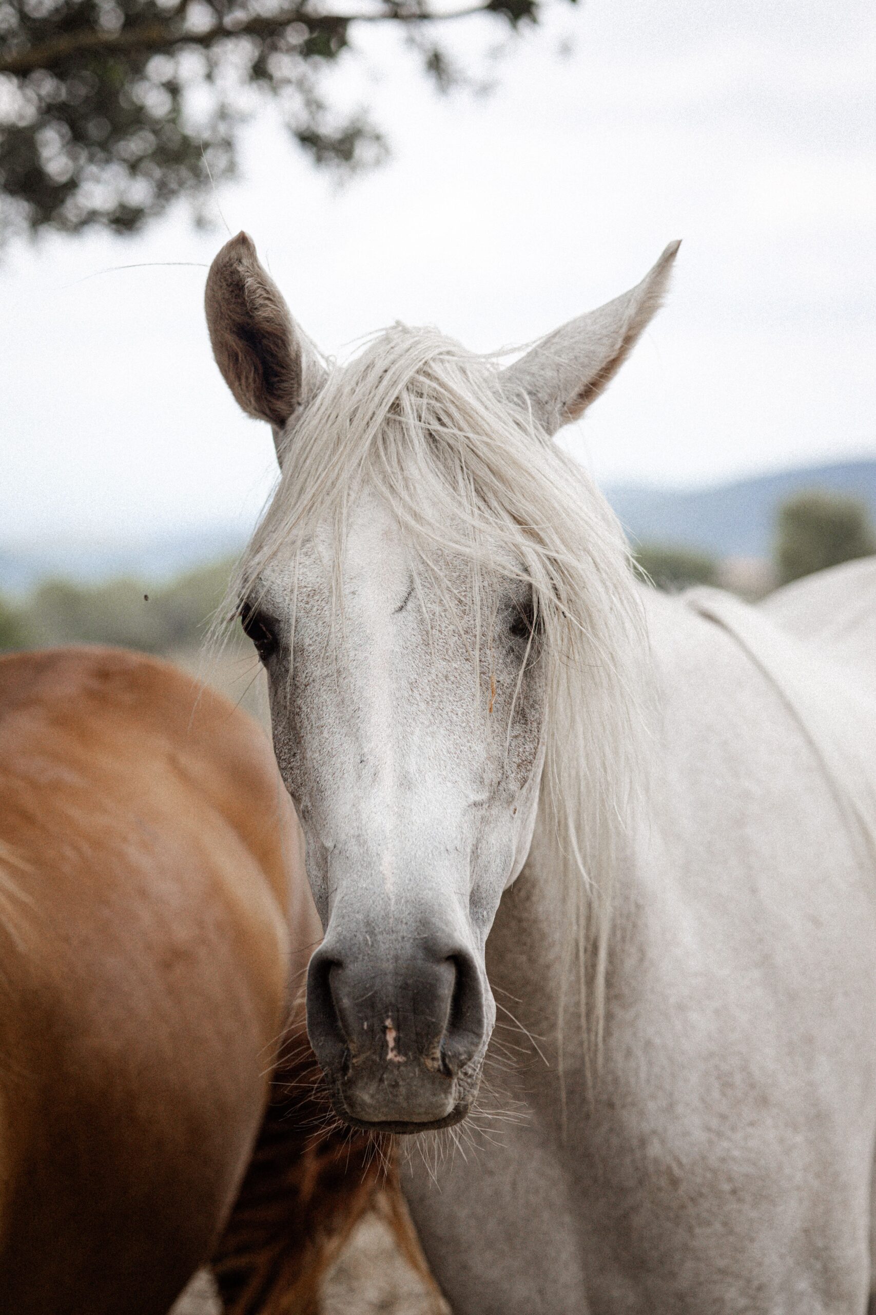 Portrait of a horse for an EquiMallorca Magazine article