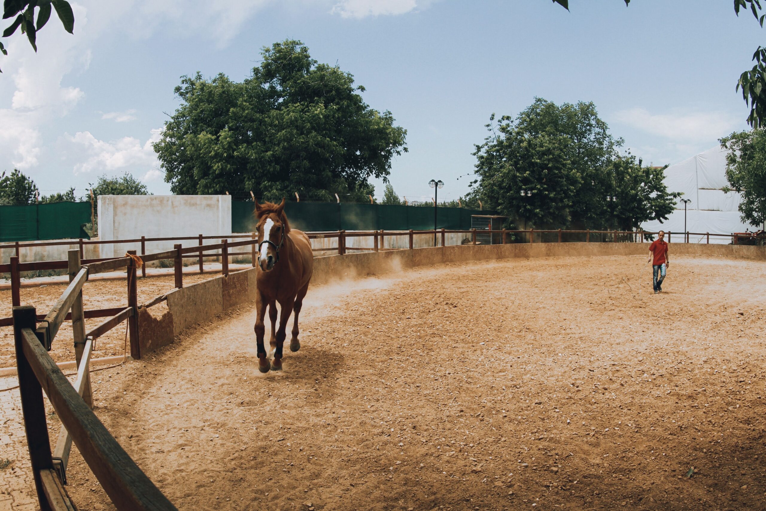 A horse trotted up in hand for a soundness assessment