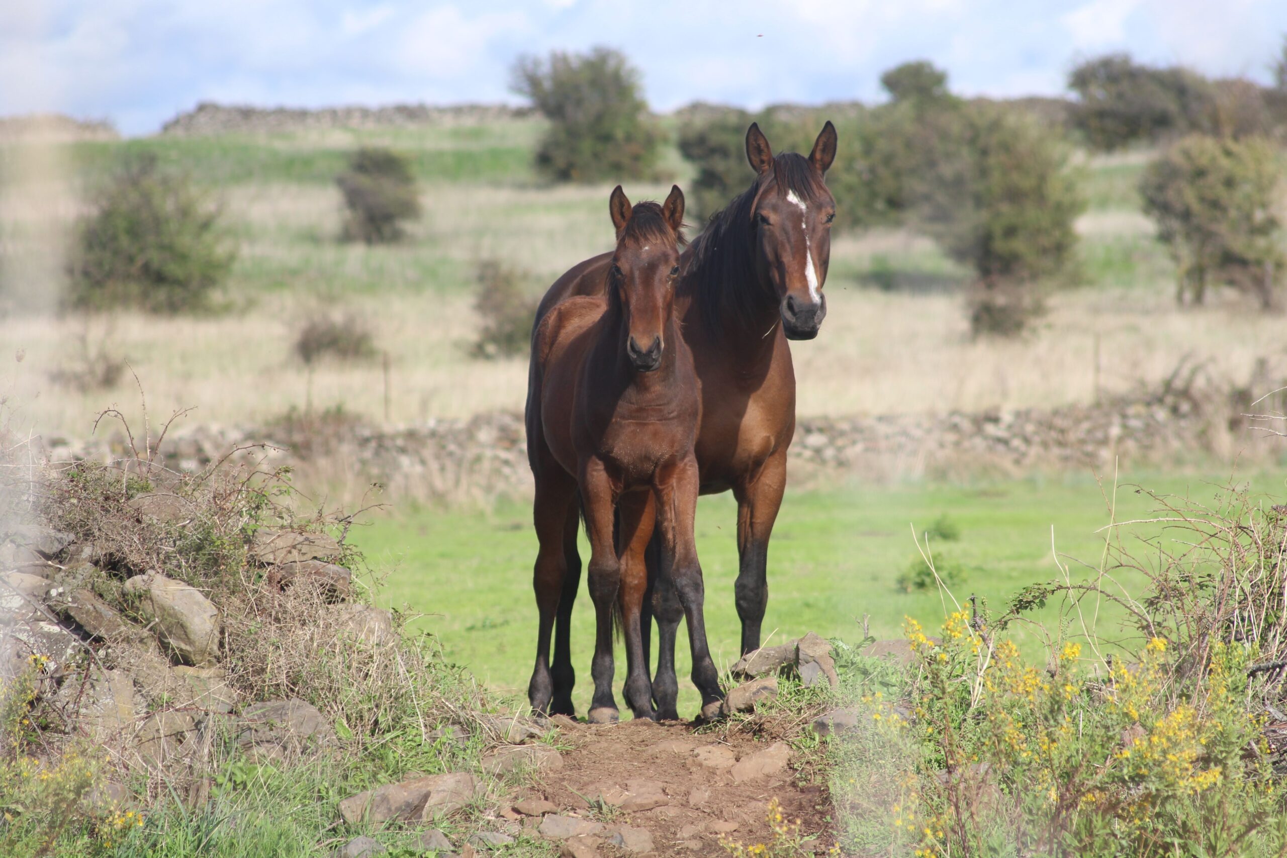 Two horses in a Mallorcan field