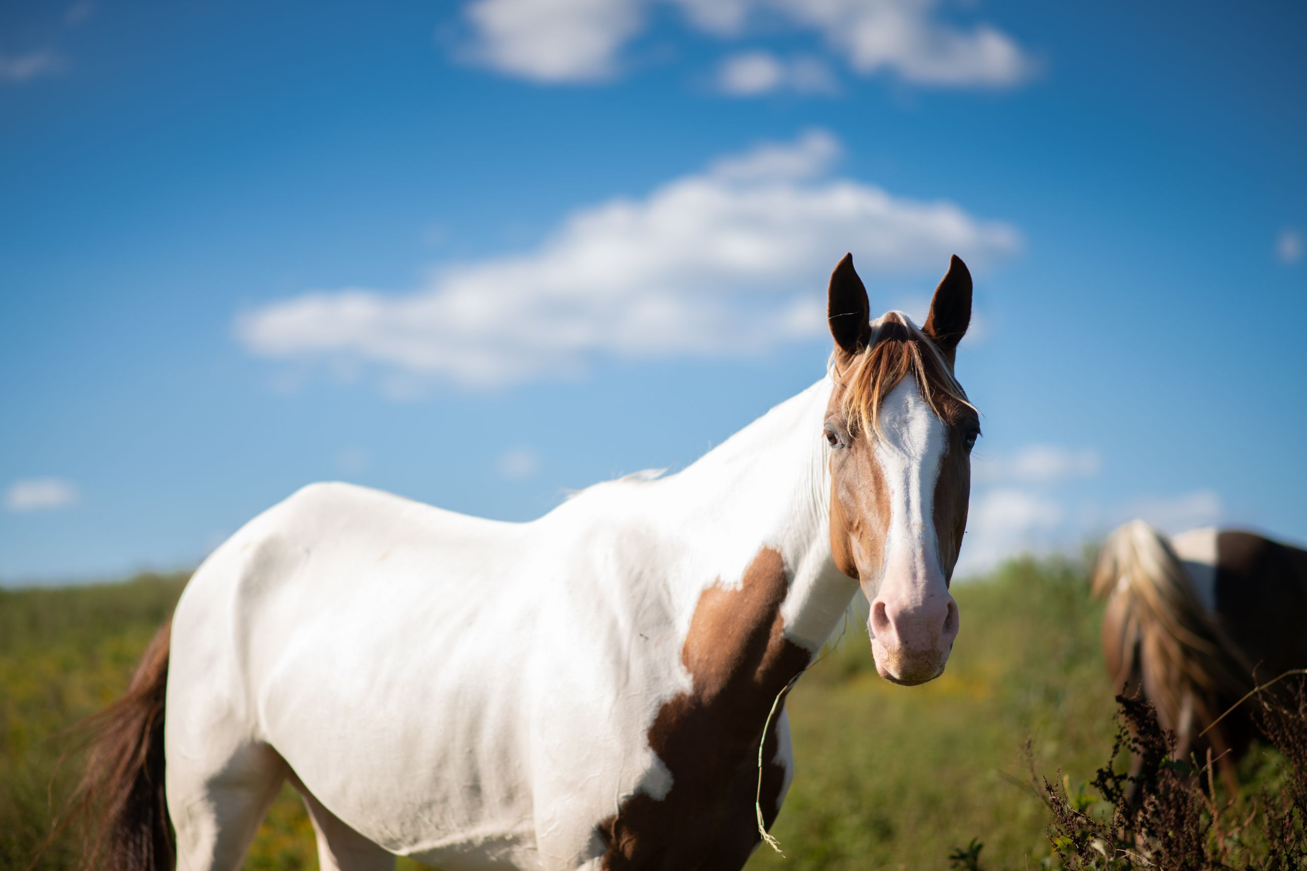 Beautiful American Paint Horse standing gracefully in a sunlit meadow, showcasing its striking coat pattern.
