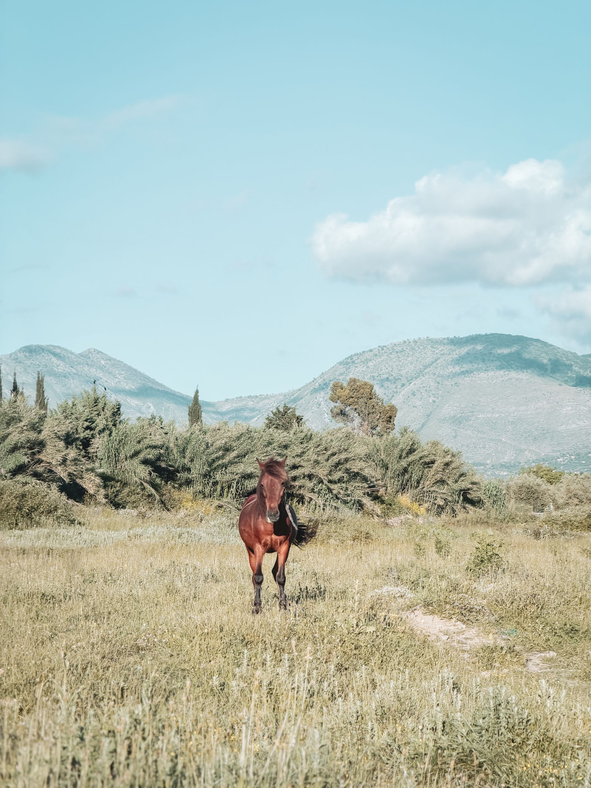 A horse standing in a meadow with mountains behind