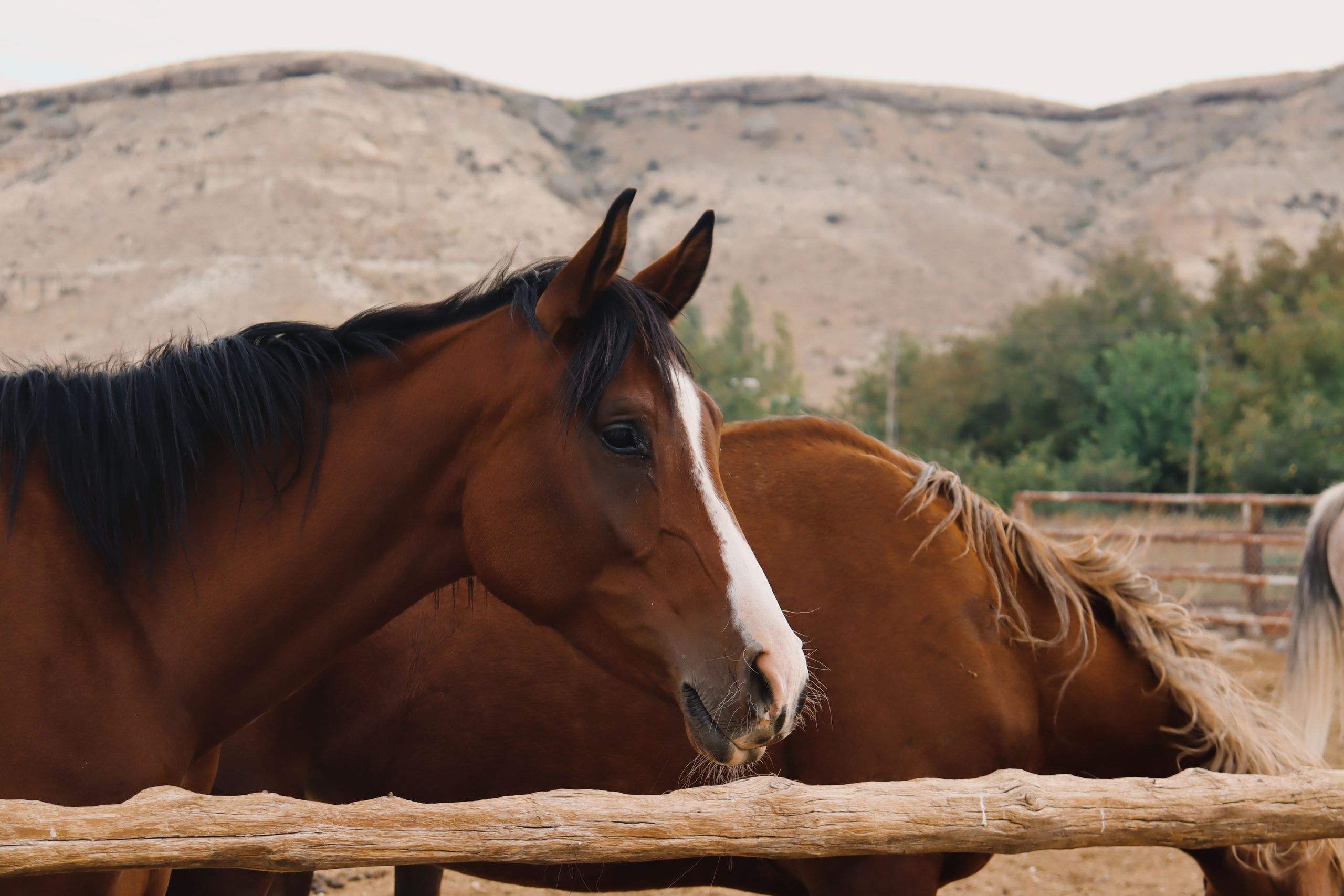 Horses in a fenced paddock with mountains behind