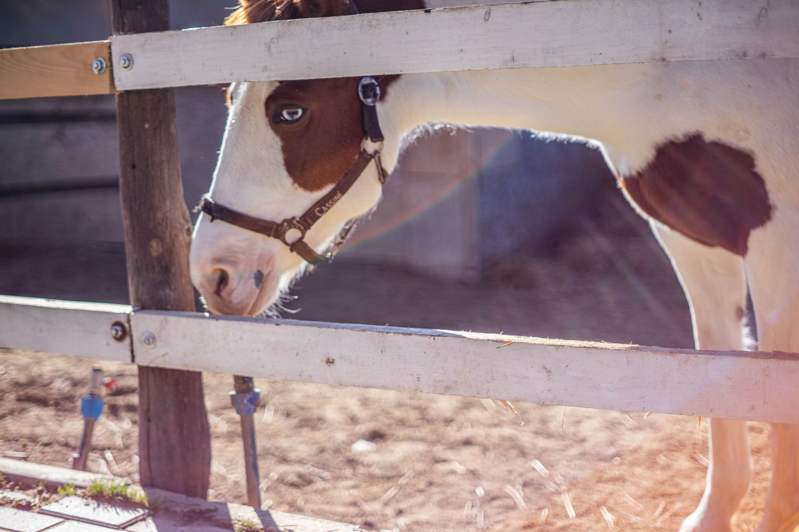 A horse looking over a field fence as a buyer arrives to view it
