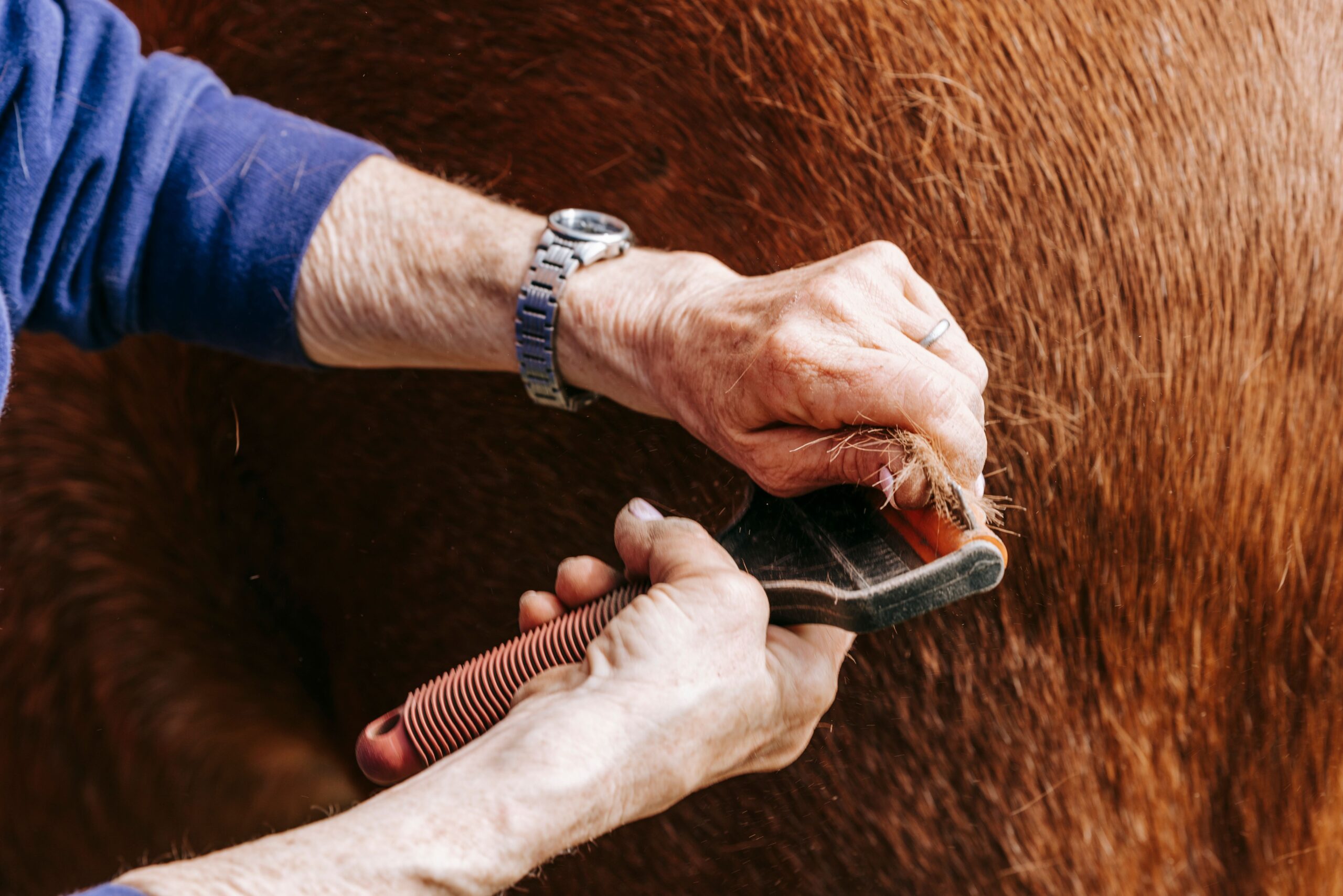 Everyday horse grooming and care