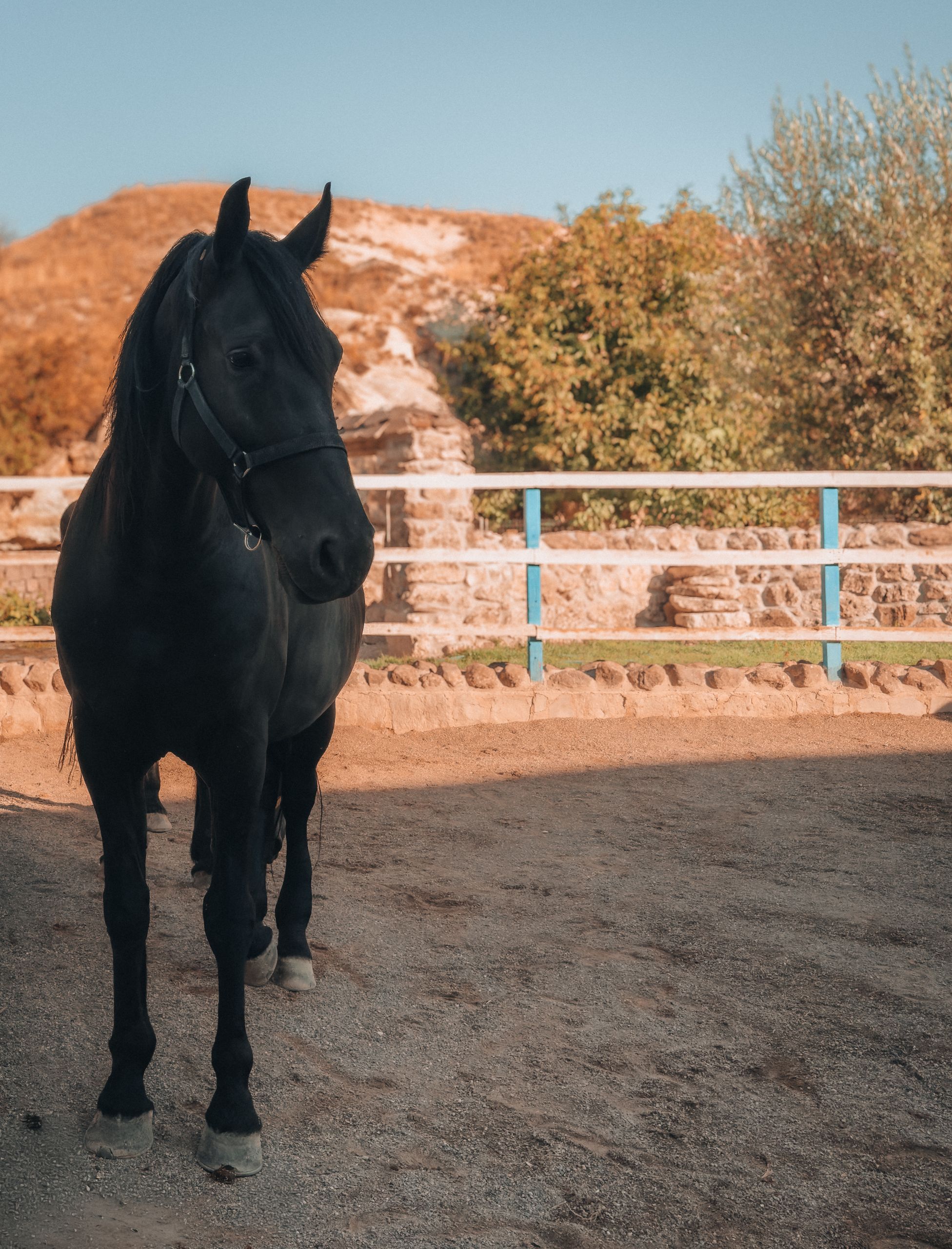 A horse standing square, legs and stance visible for conformation assessment