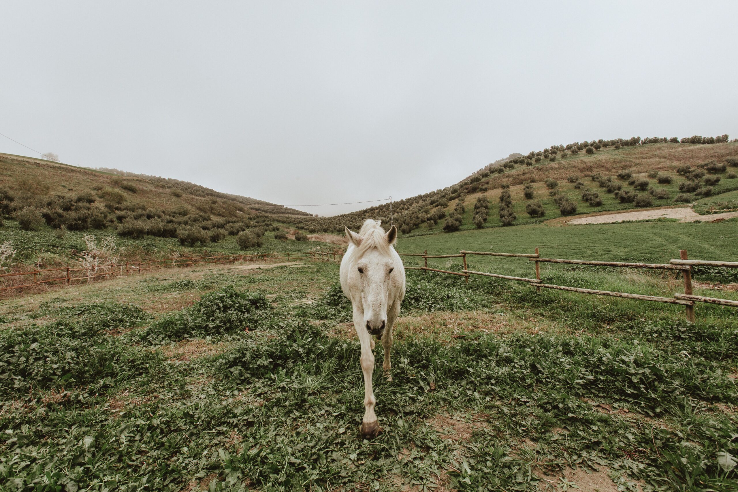 Horses for sale on Mallorca, EquiMallorca homepage