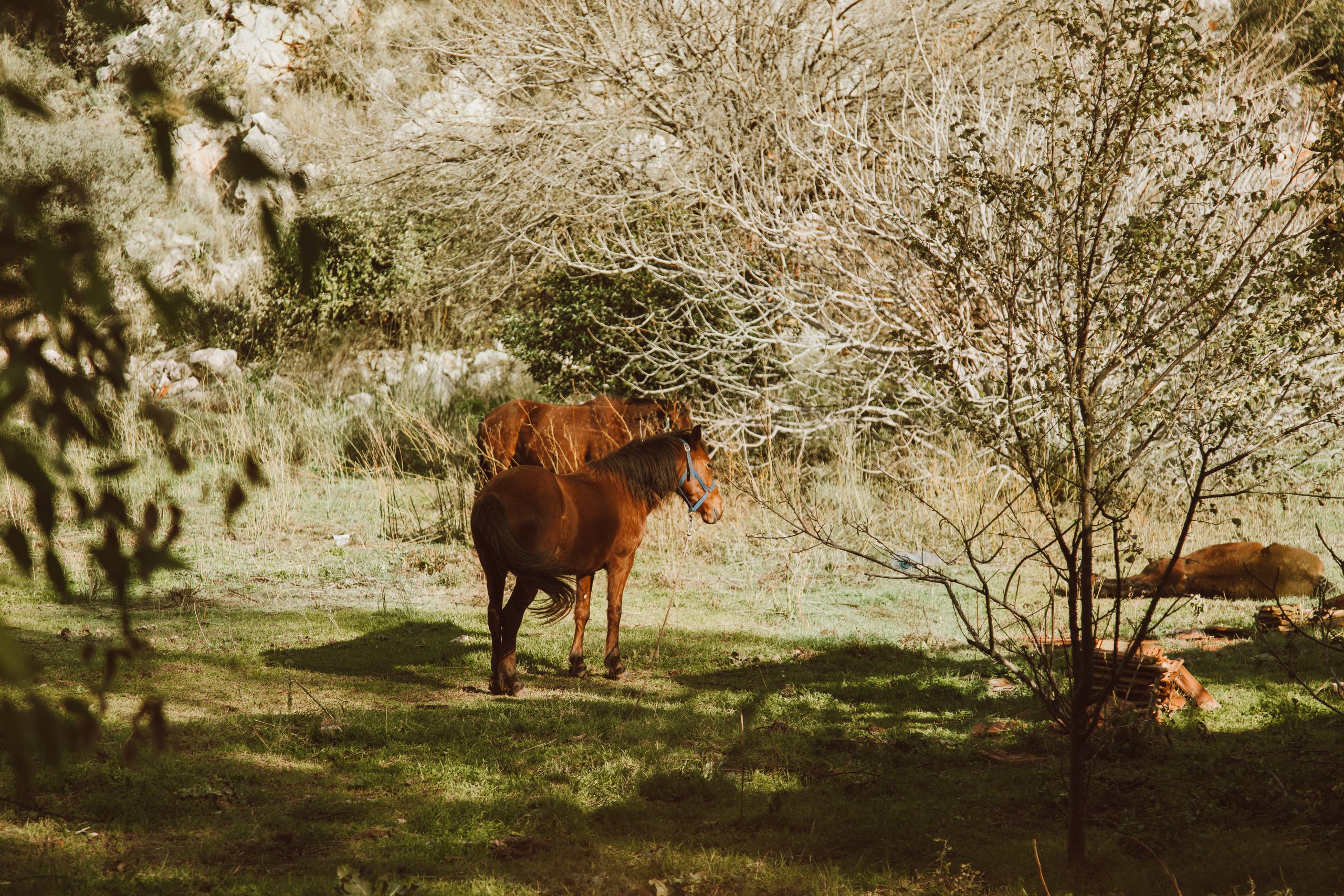Horse grazing in a sunlit pasture
