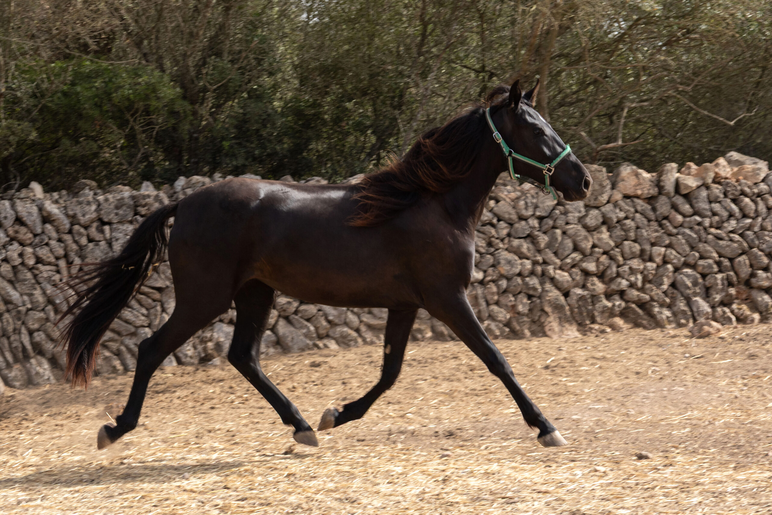 Mona Lisa, Pura Raza Mallorquina mare for sale