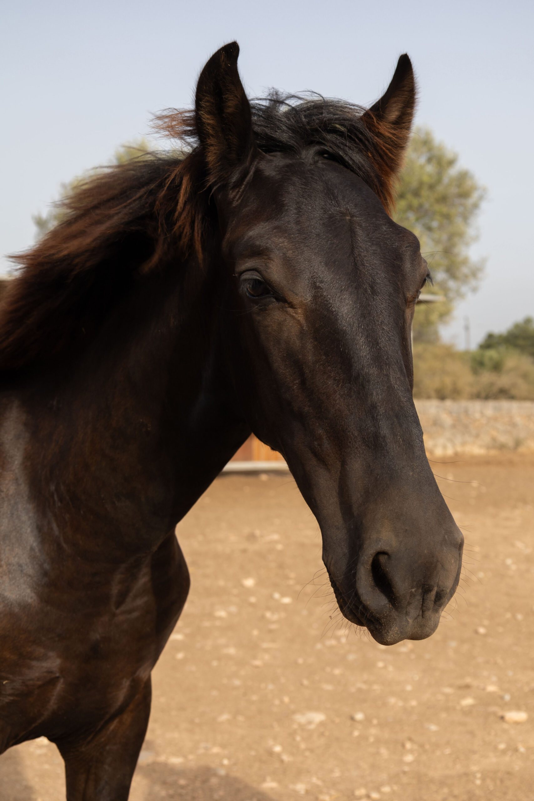 Morpheus, a 10-month-old Pura Raza Mallorquina colt for sale on Mallorca