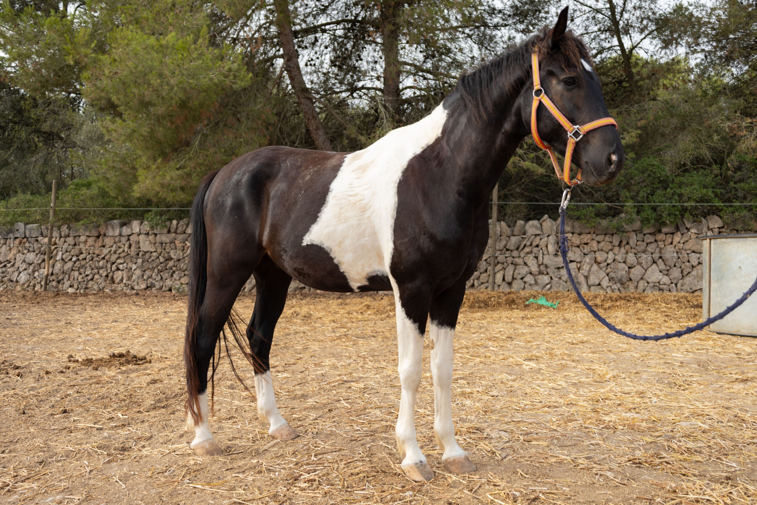 Peanut, a 4-year-old CDE gelding for sale on Mallorca