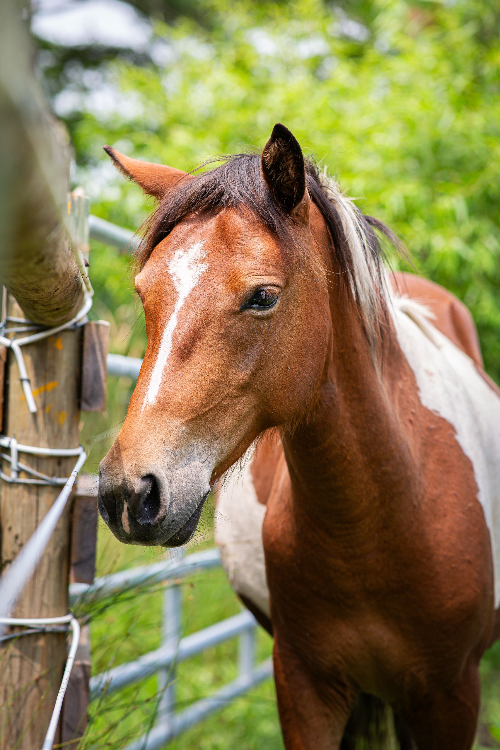 A pony standing by a paddock fence