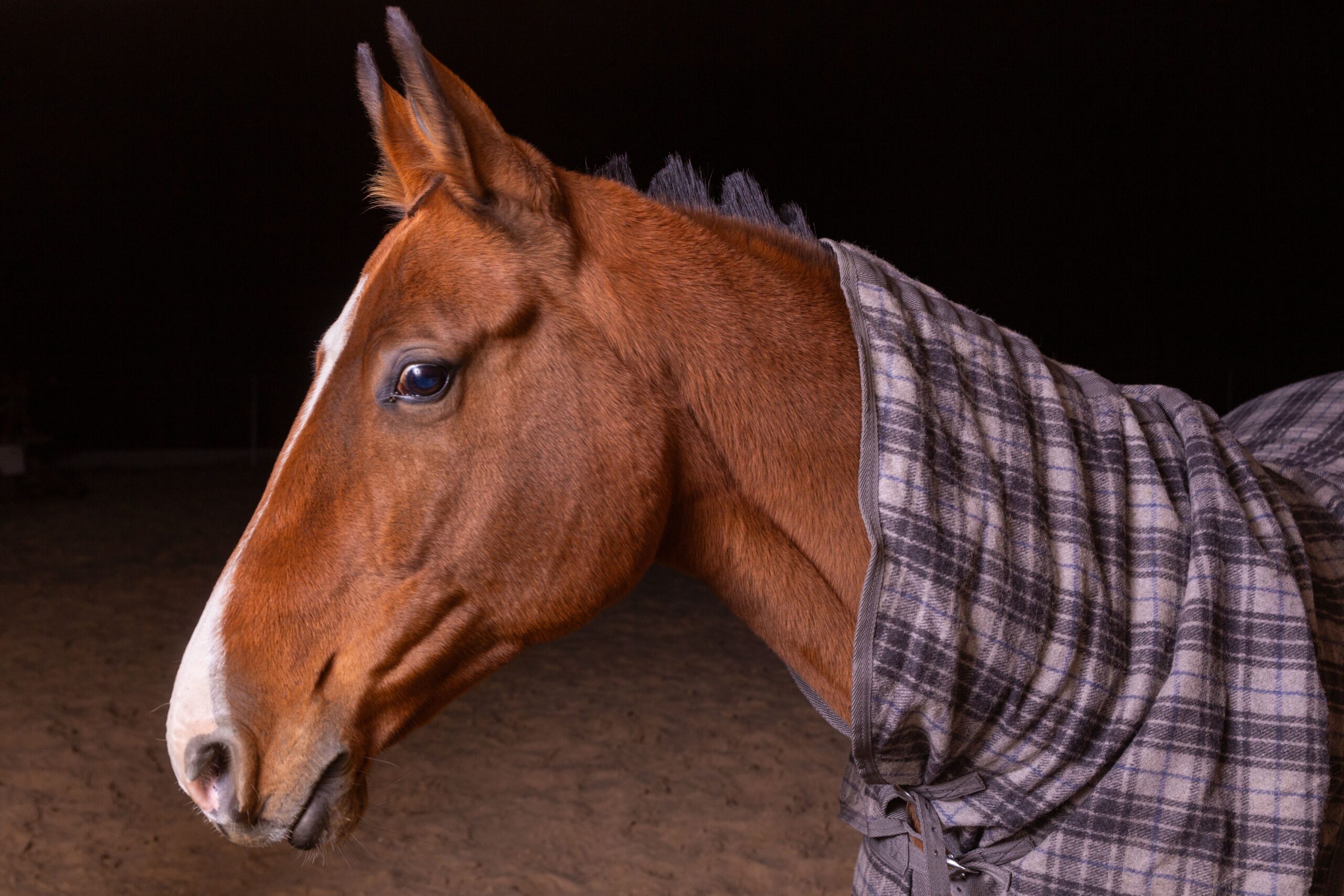 Close-up detail of a turnout rug