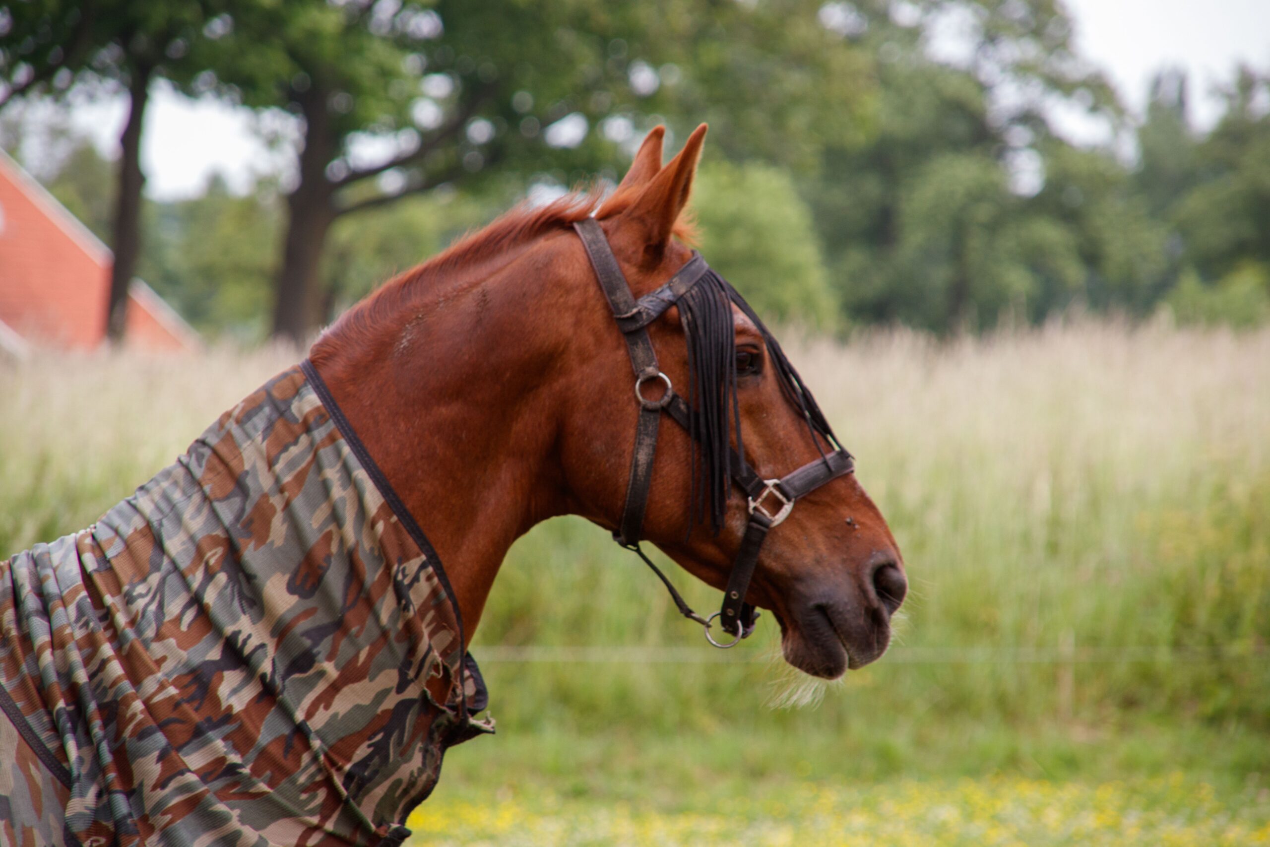Horses in turnout rugs