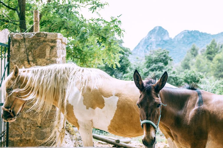 Two horses by a fence in hilly countryside