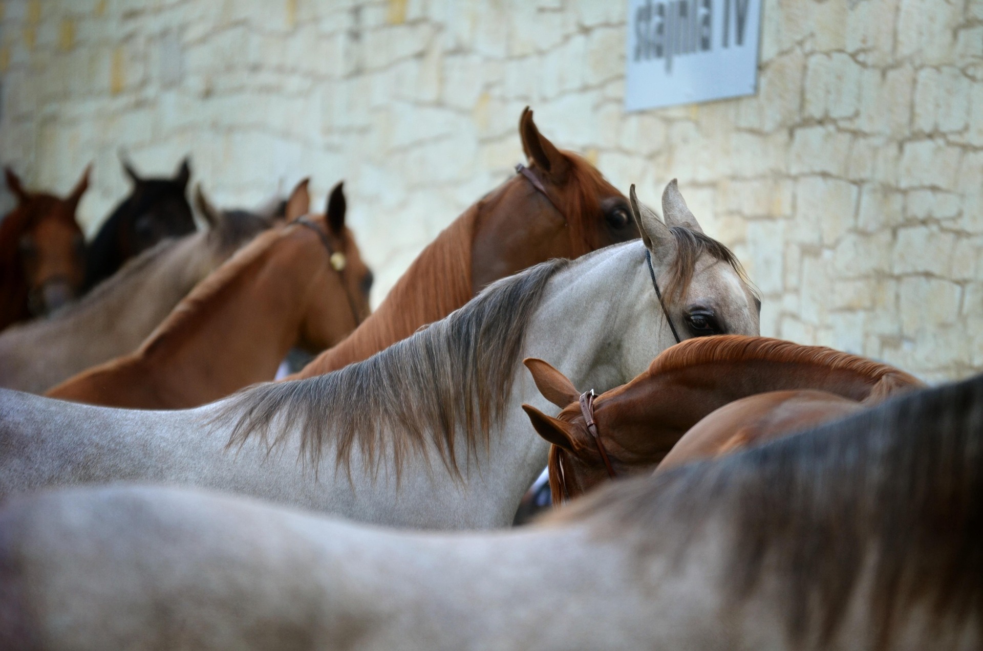 Horses moving freely, showing natural movement