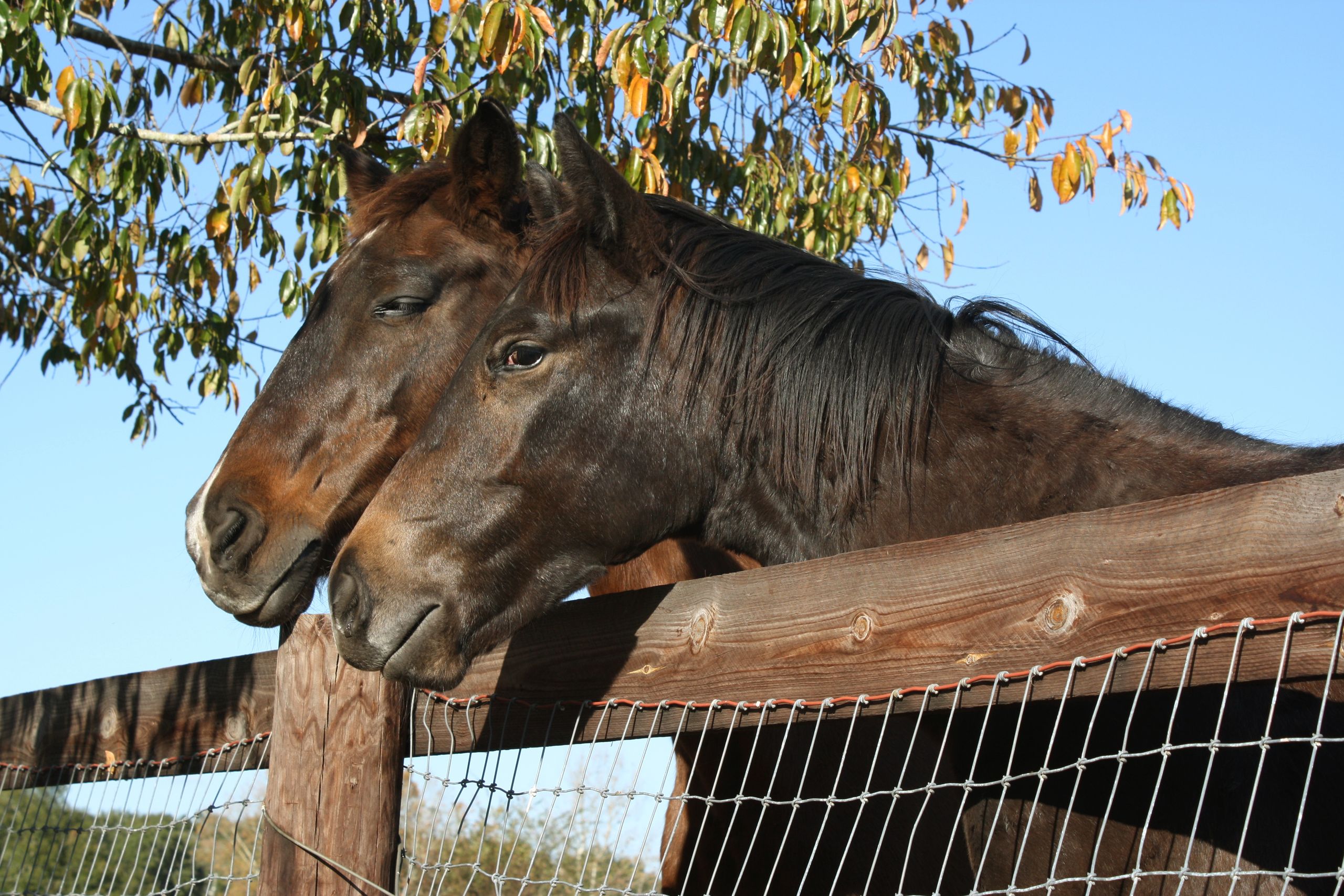 Two horses standing at a field gate
