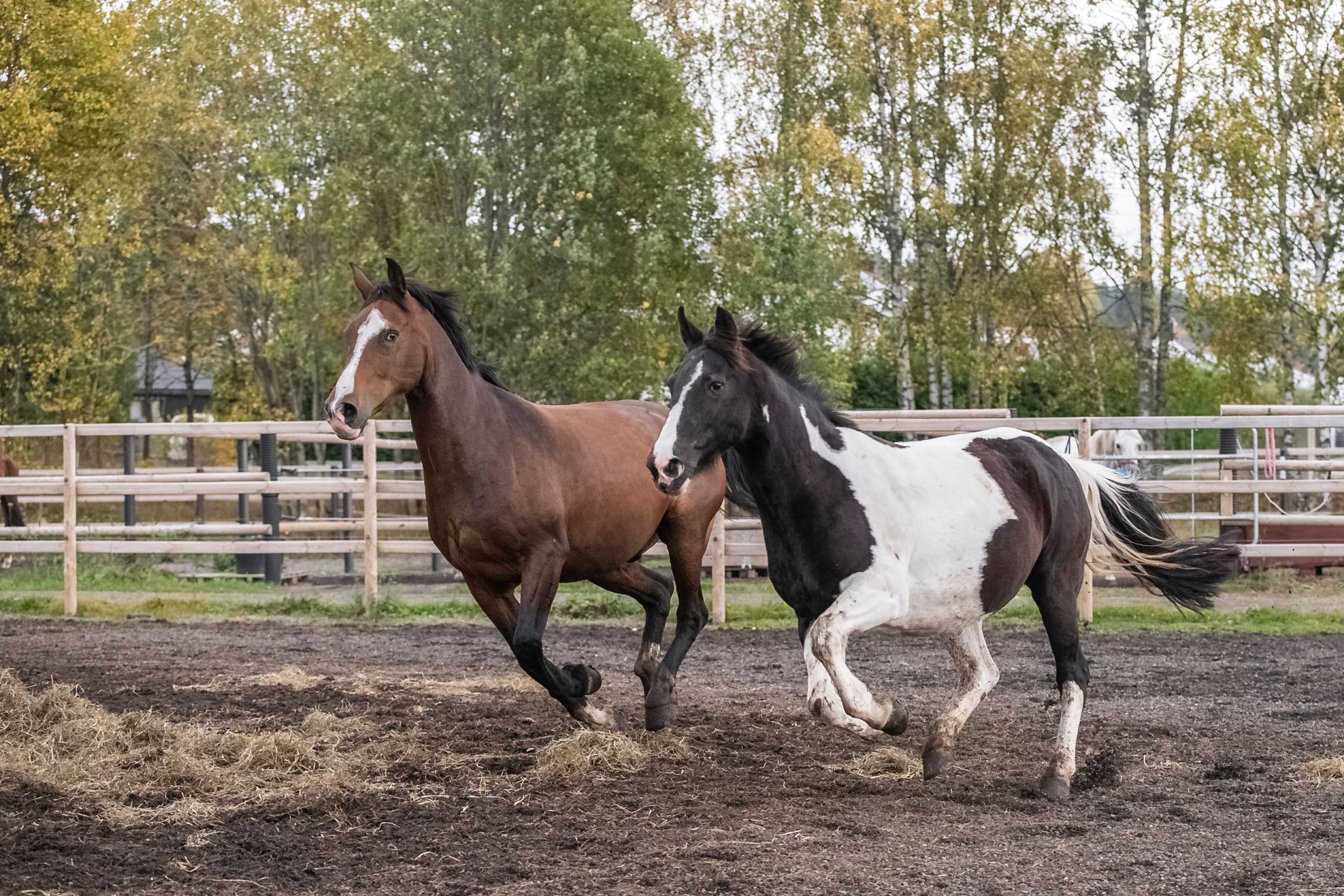 Two horses moving freely together in a paddock