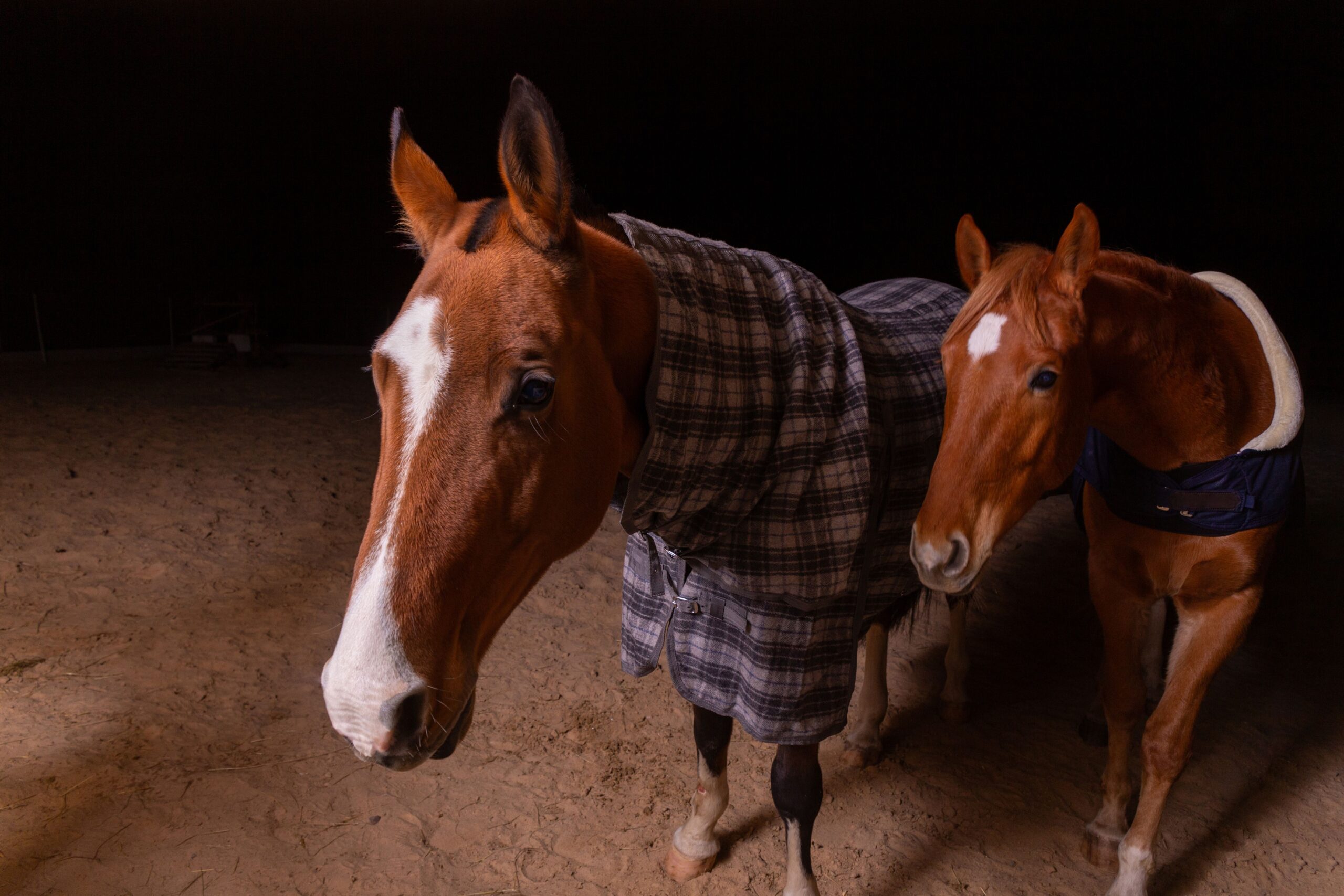 Two horses wearing turnout rugs together