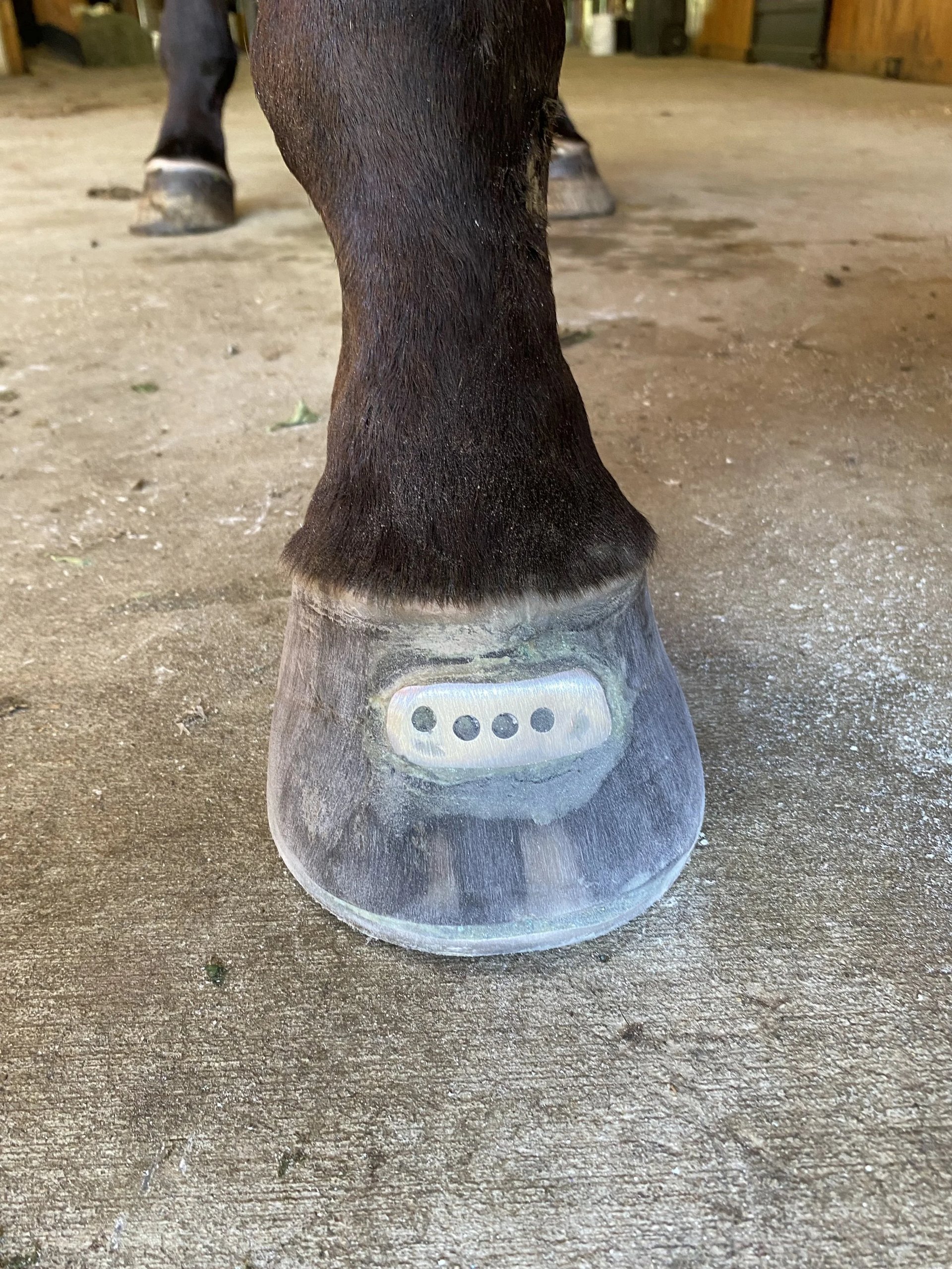 A 3D-printed pad fitted under the hoof, seen from the front