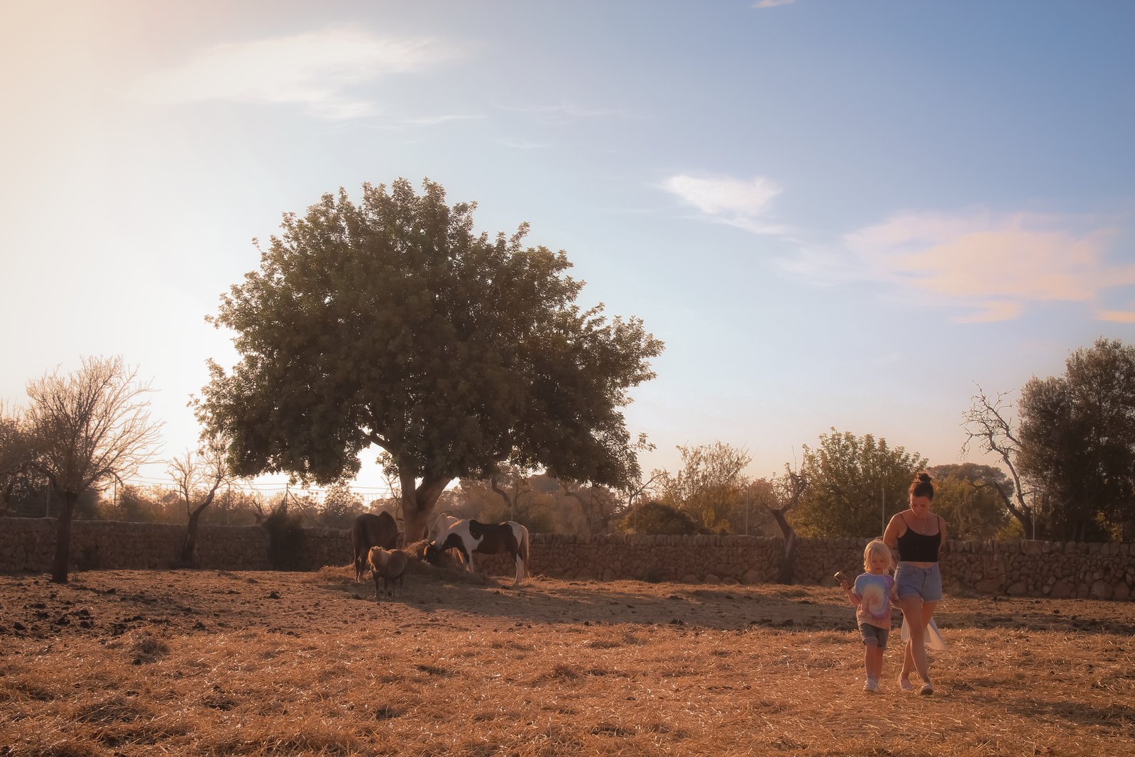 Two people walking towards the horses in a golden field under a carob tree