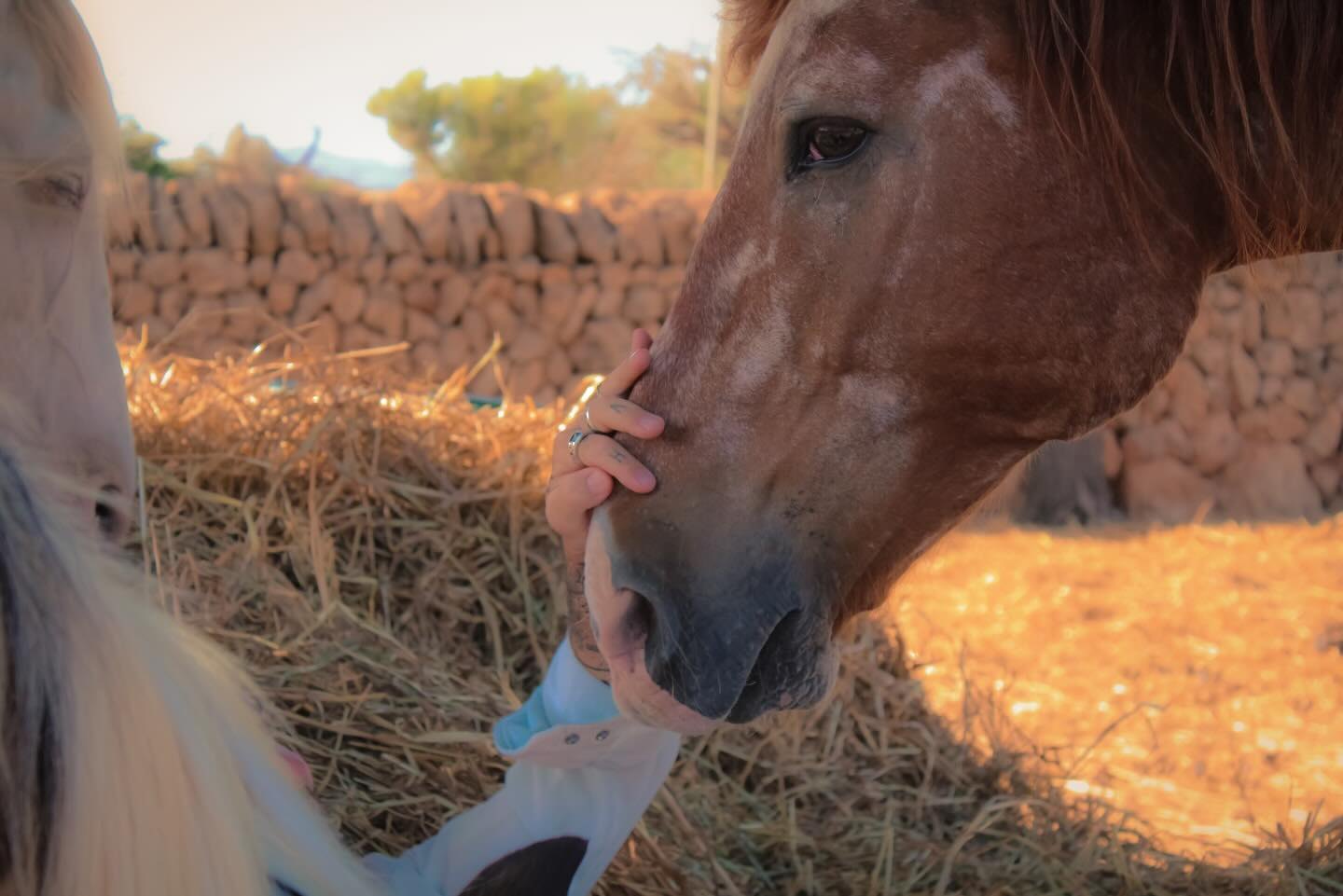 A hand on a horse’s muzzle over the hay