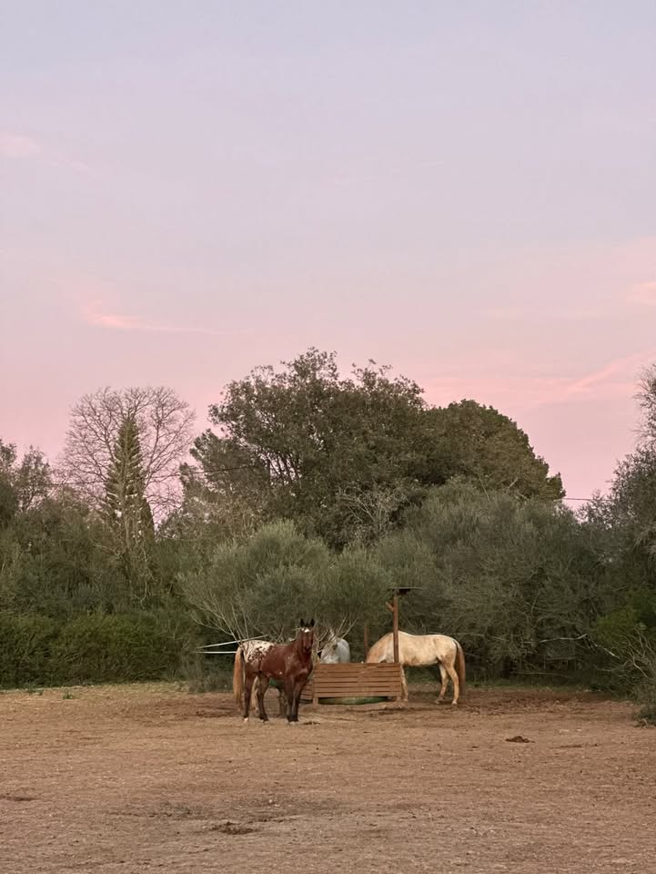Horses of the herd in the landscape at Anima Lliure in the evening light