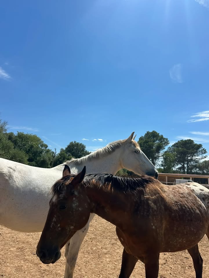 A grey and a dark horse of the herd close together