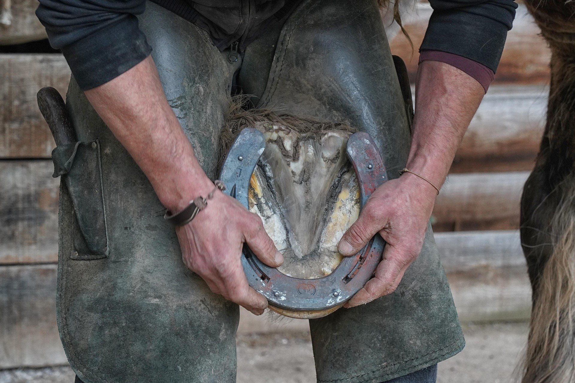 Hands-on horse care