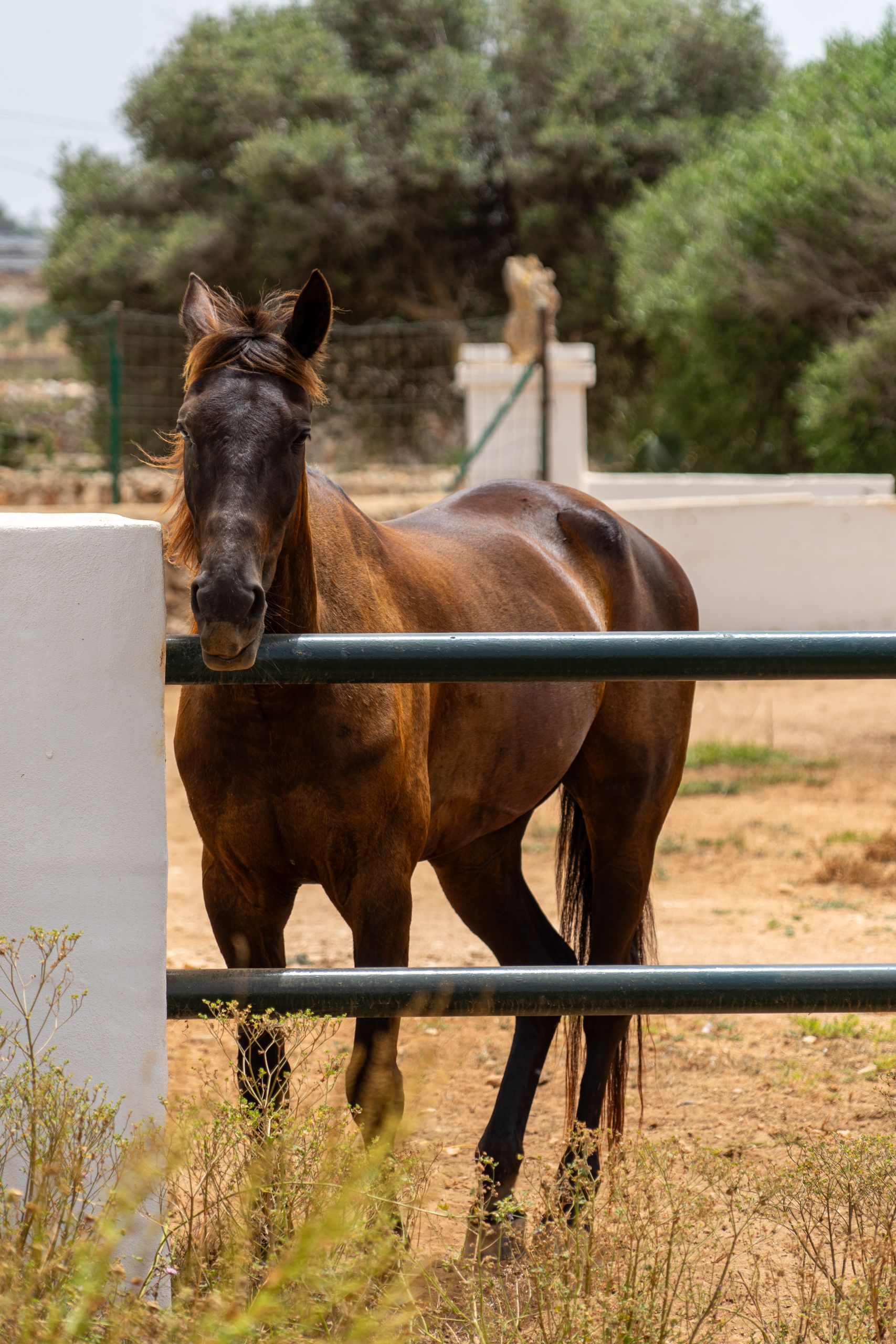 Brown horse standing in a rustic pen on a sunny day