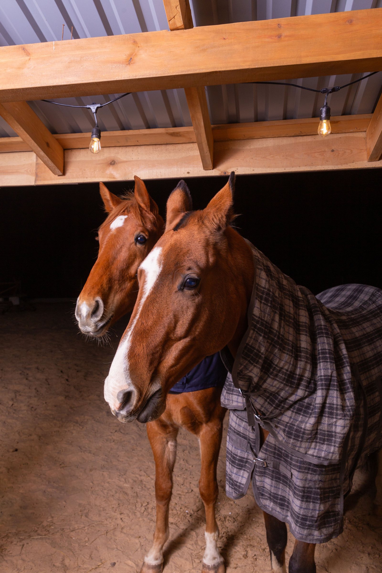 Two horses in a stable at night, one in a check rug, string lights above