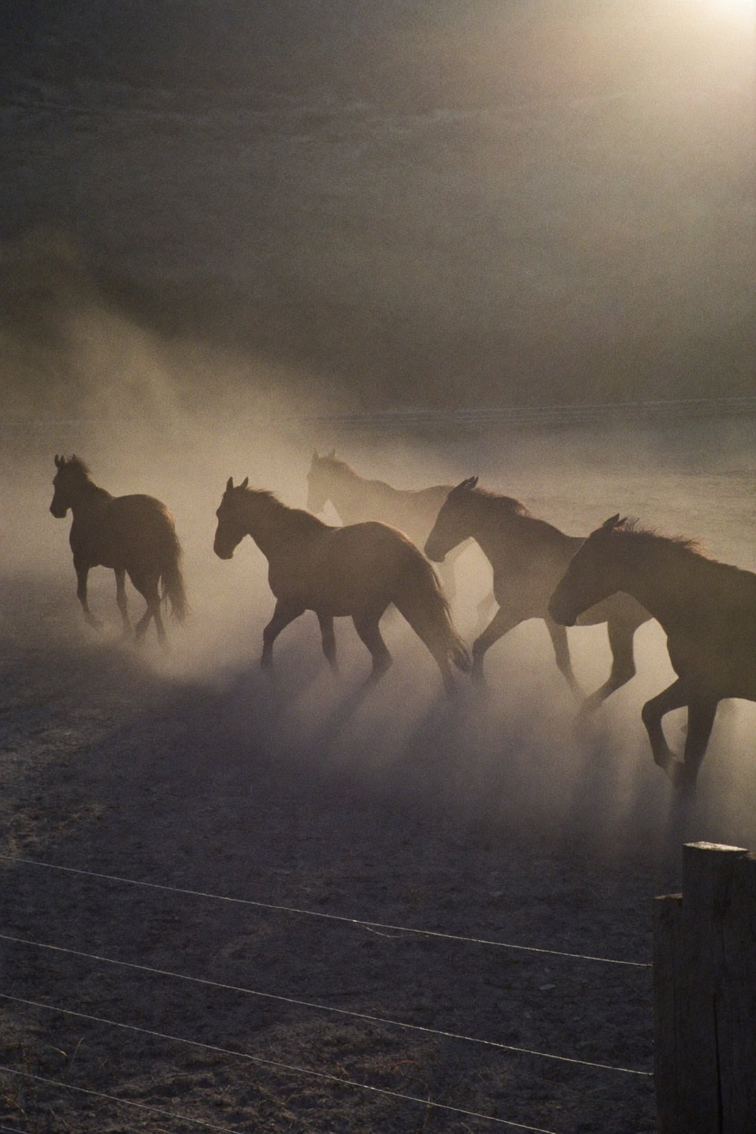 Horses moving through backlit dust in the evening