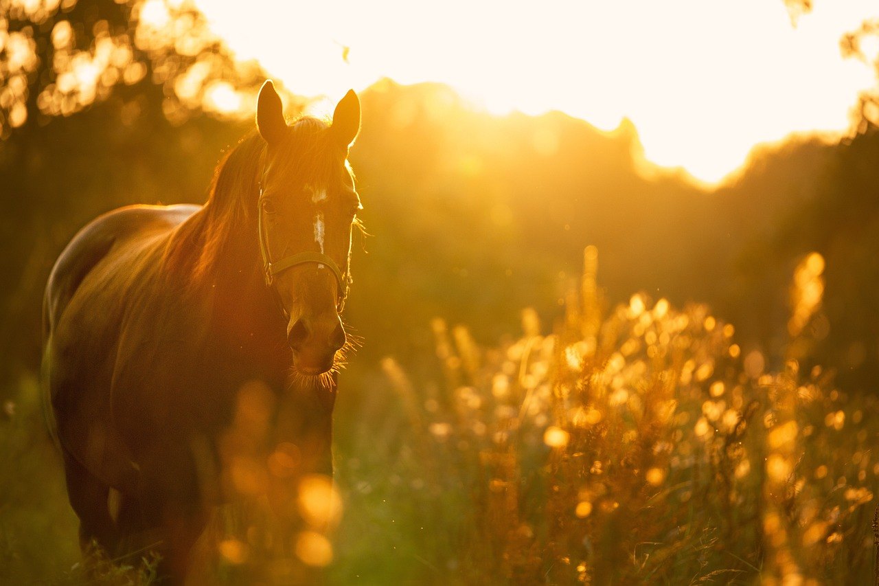 A horse in golden evening light