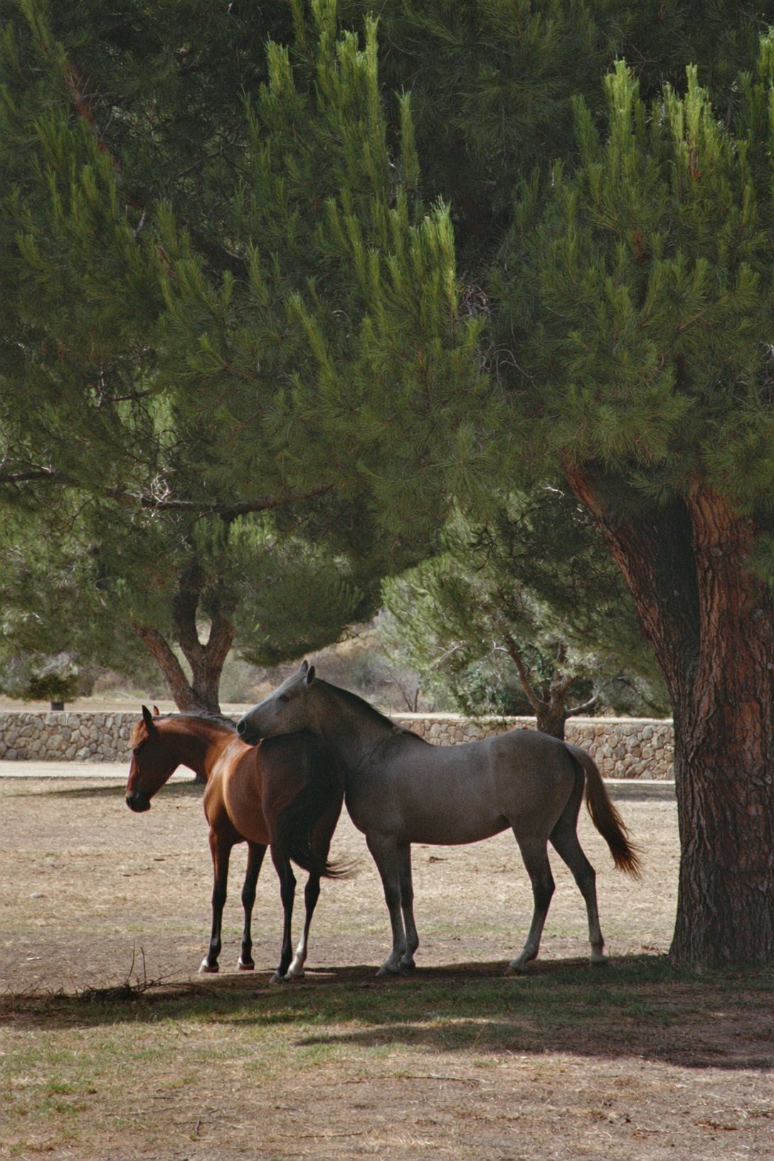 A bay and a grey horse resting in pine shade at midday