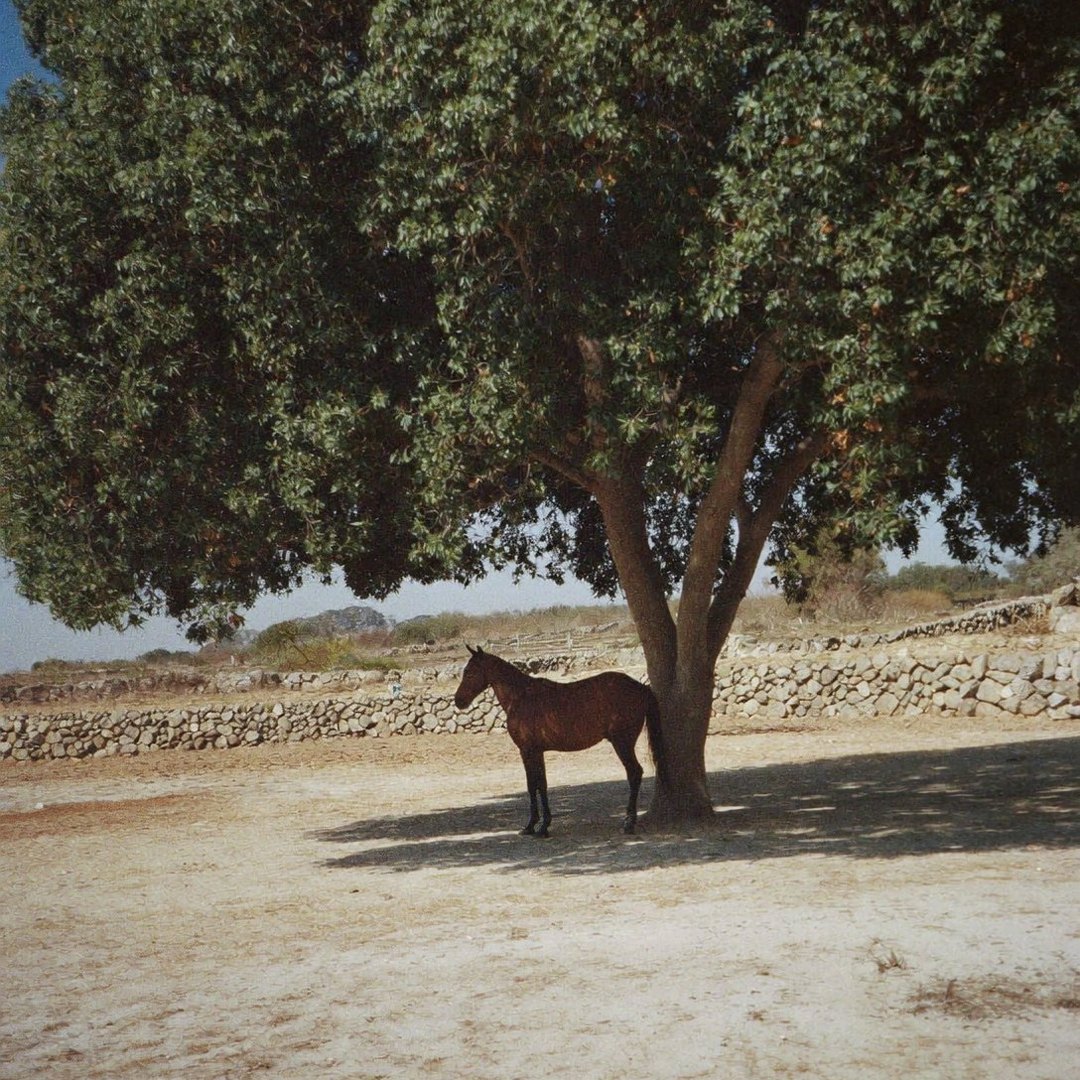 A buckskin horse standing under a carob tree at noon