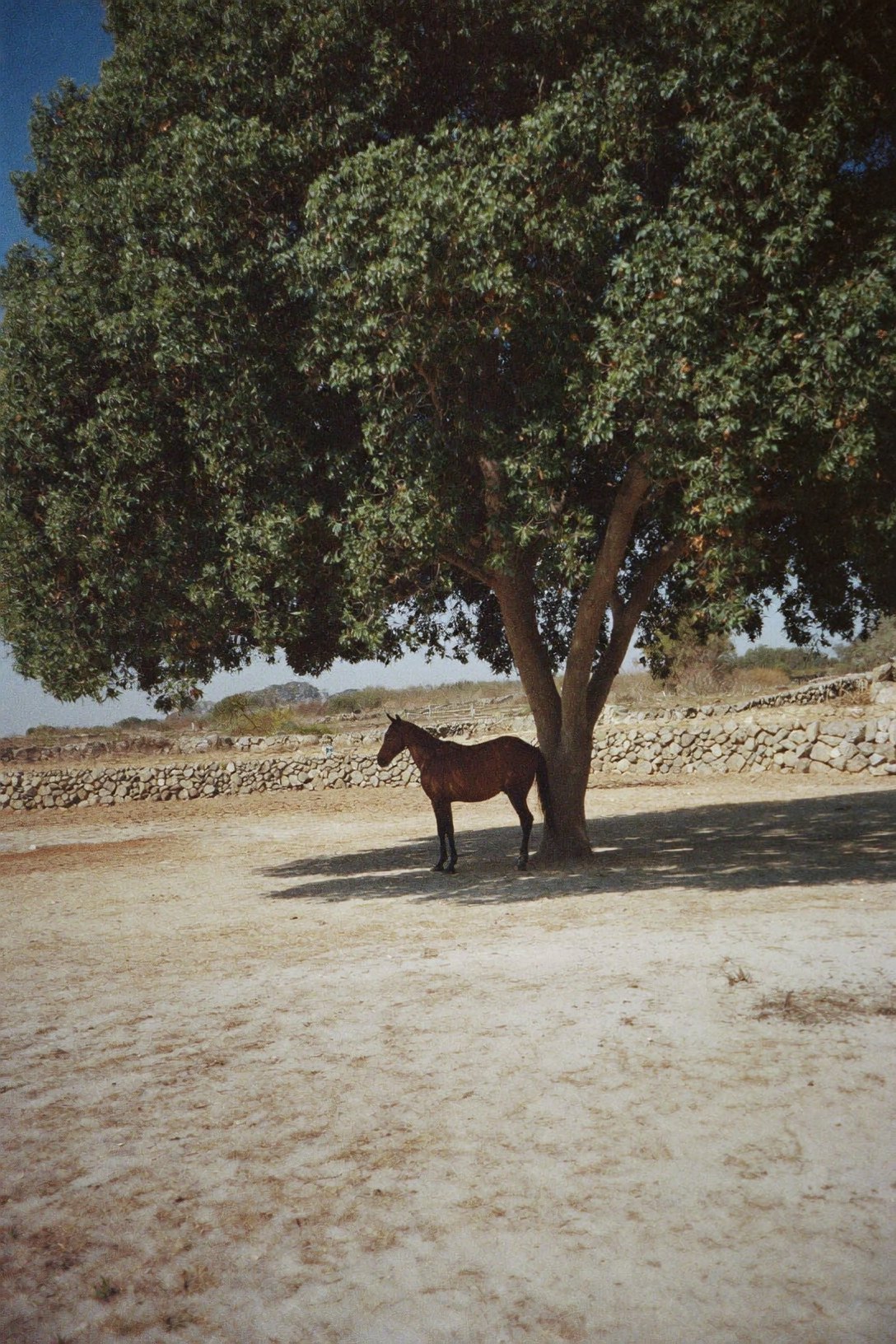 A buckskin horse standing in the shade of a carob tree at noon on Mallorca