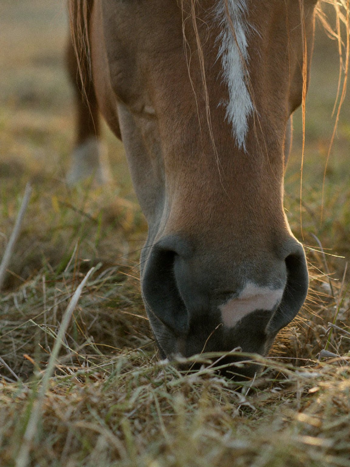 Six Signs on the Face: The Horse Grimace Scale
