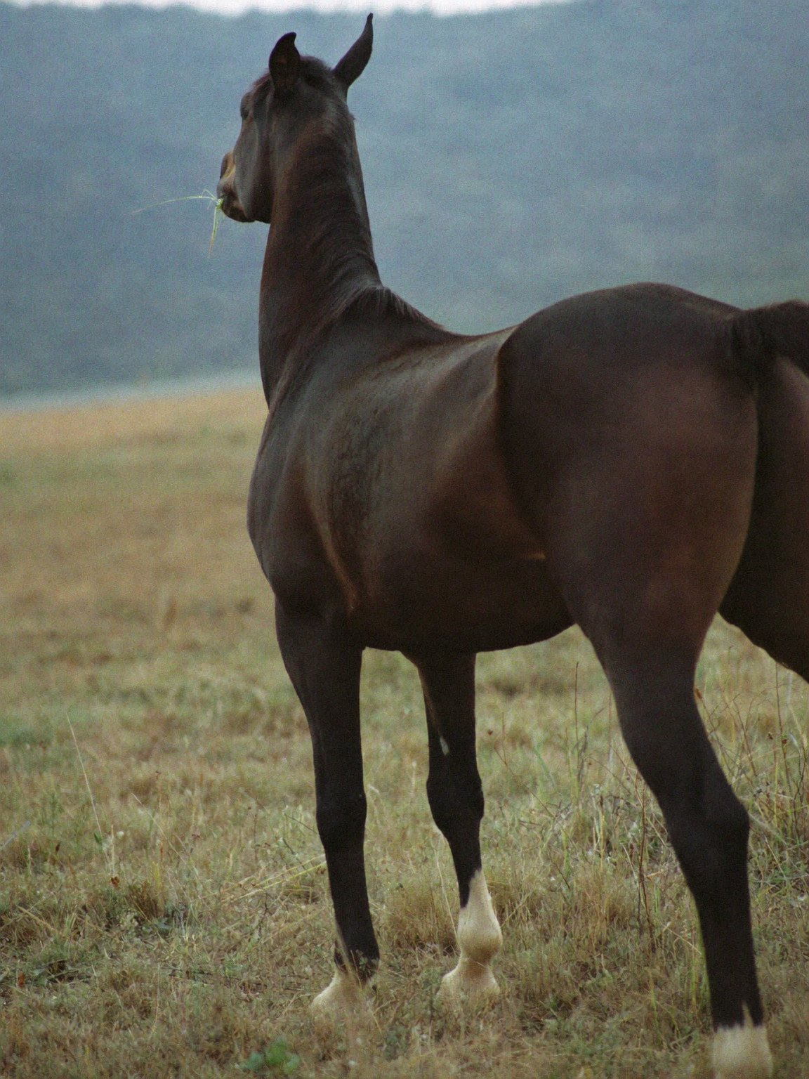 A dark bay horse looking back over its shoulder