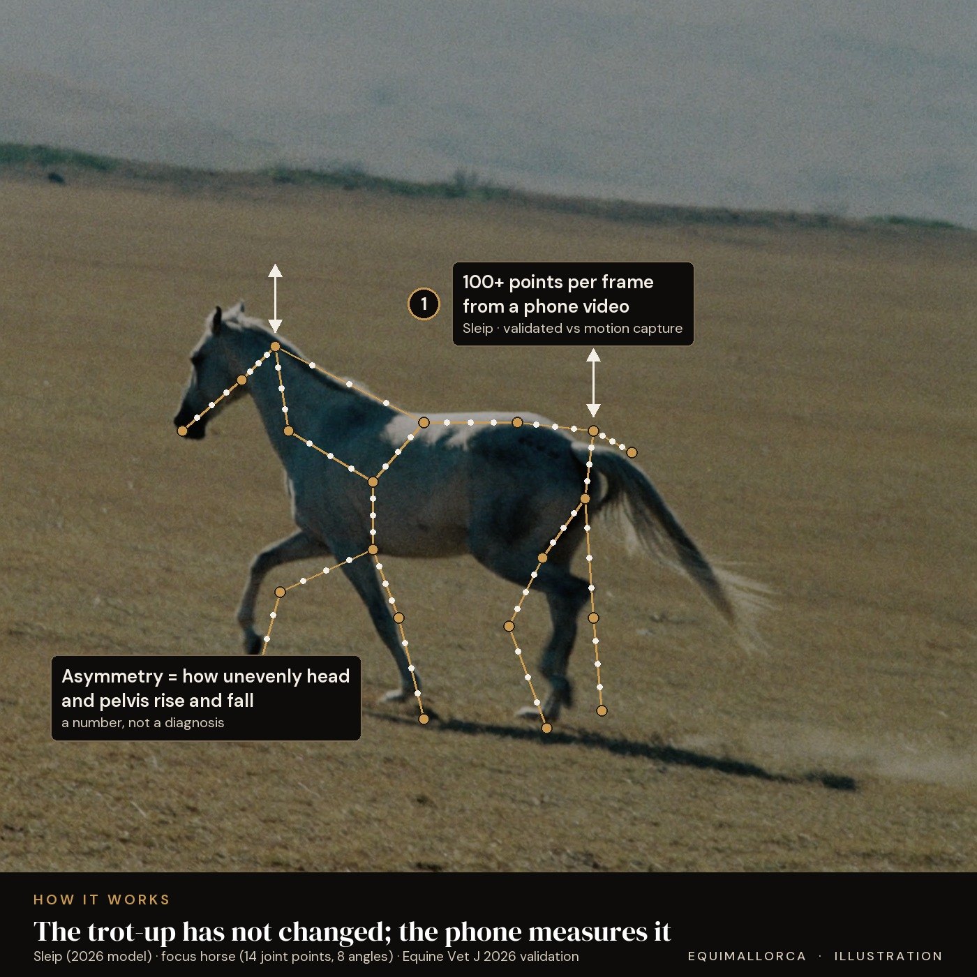 Illustration: keypoints tracked on a trotting horse by smartphone gait analysis