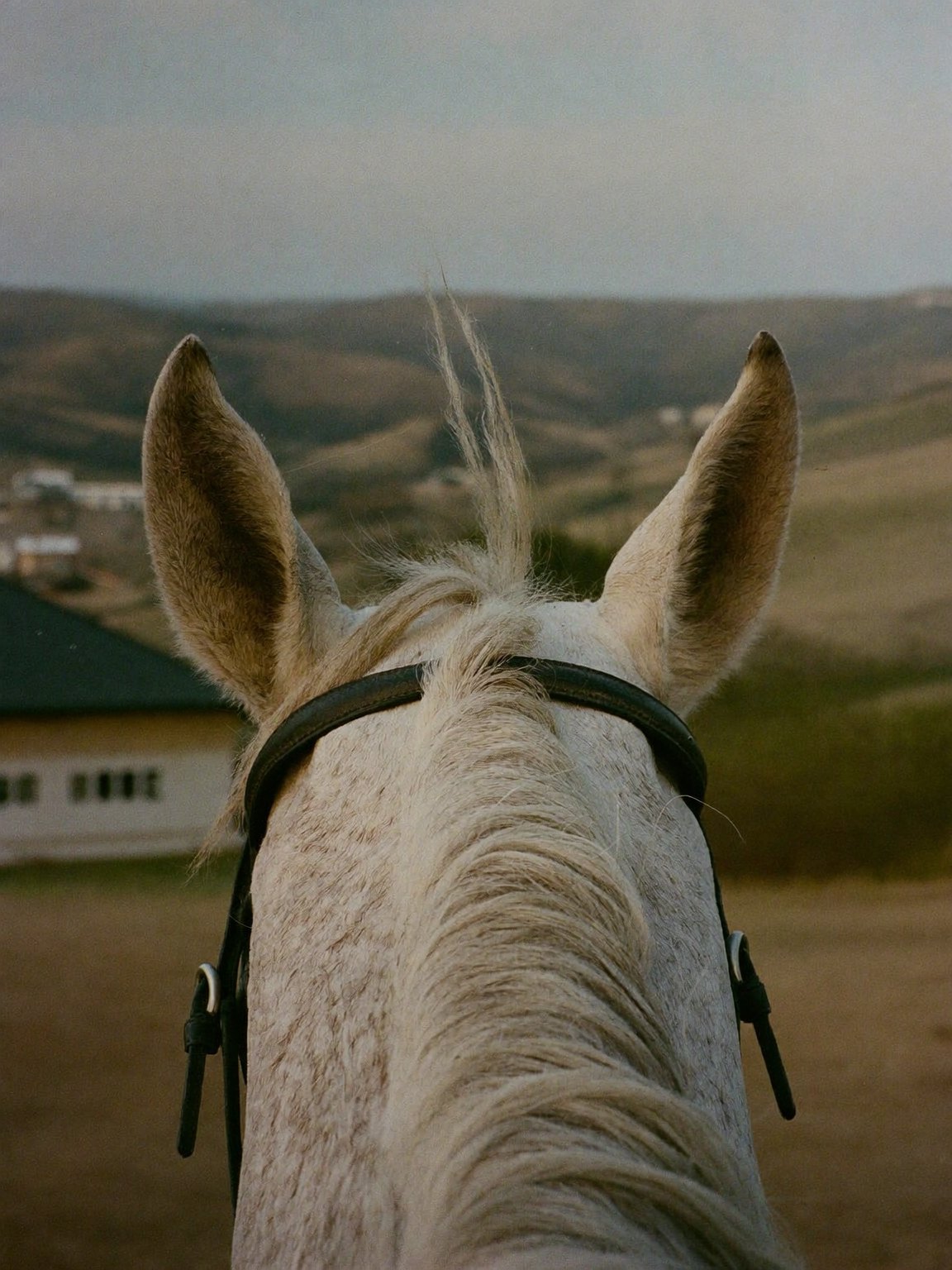 Grey ears and forelock against the hills