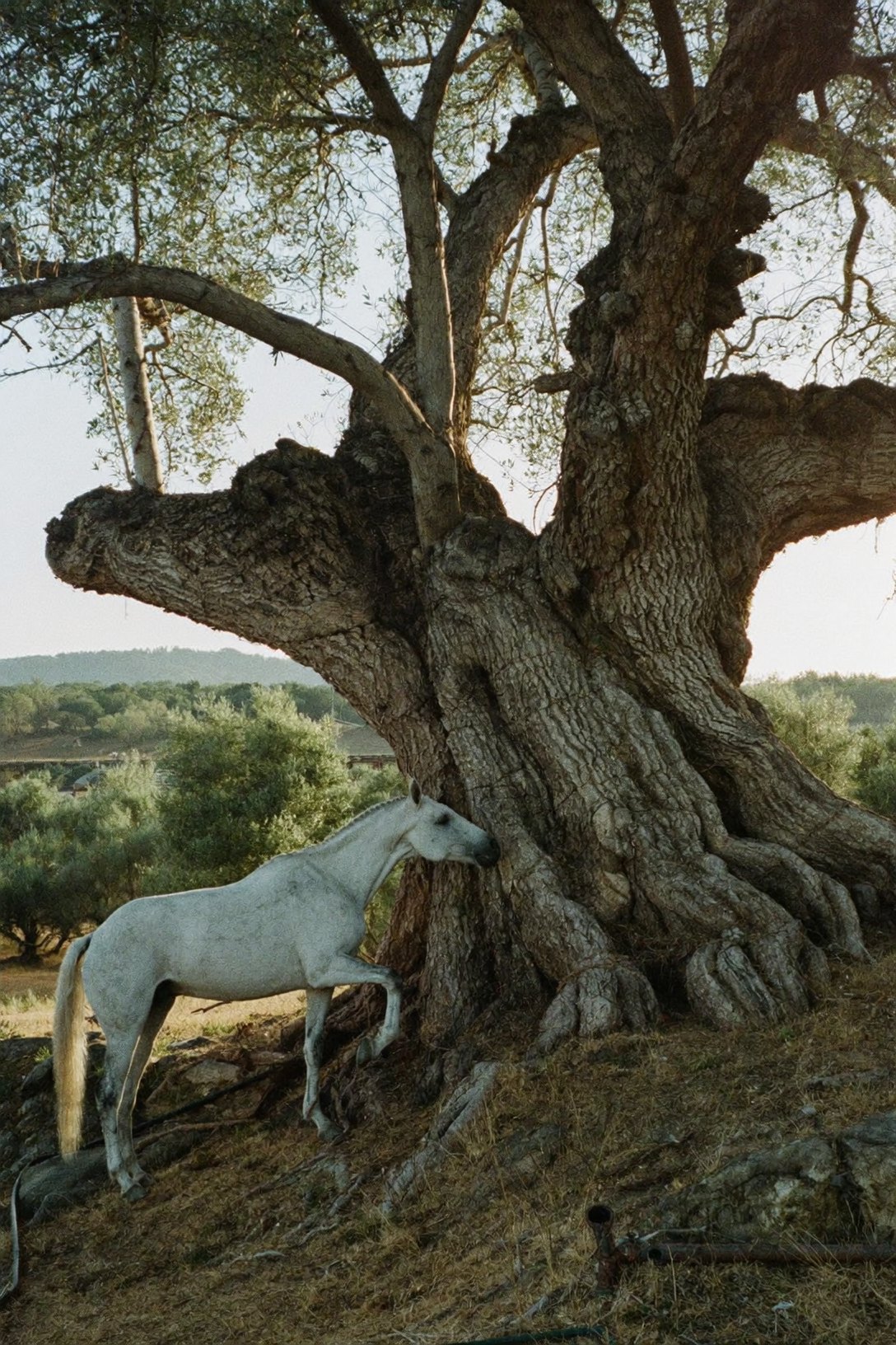 A grey mare in an olive grove in the morning